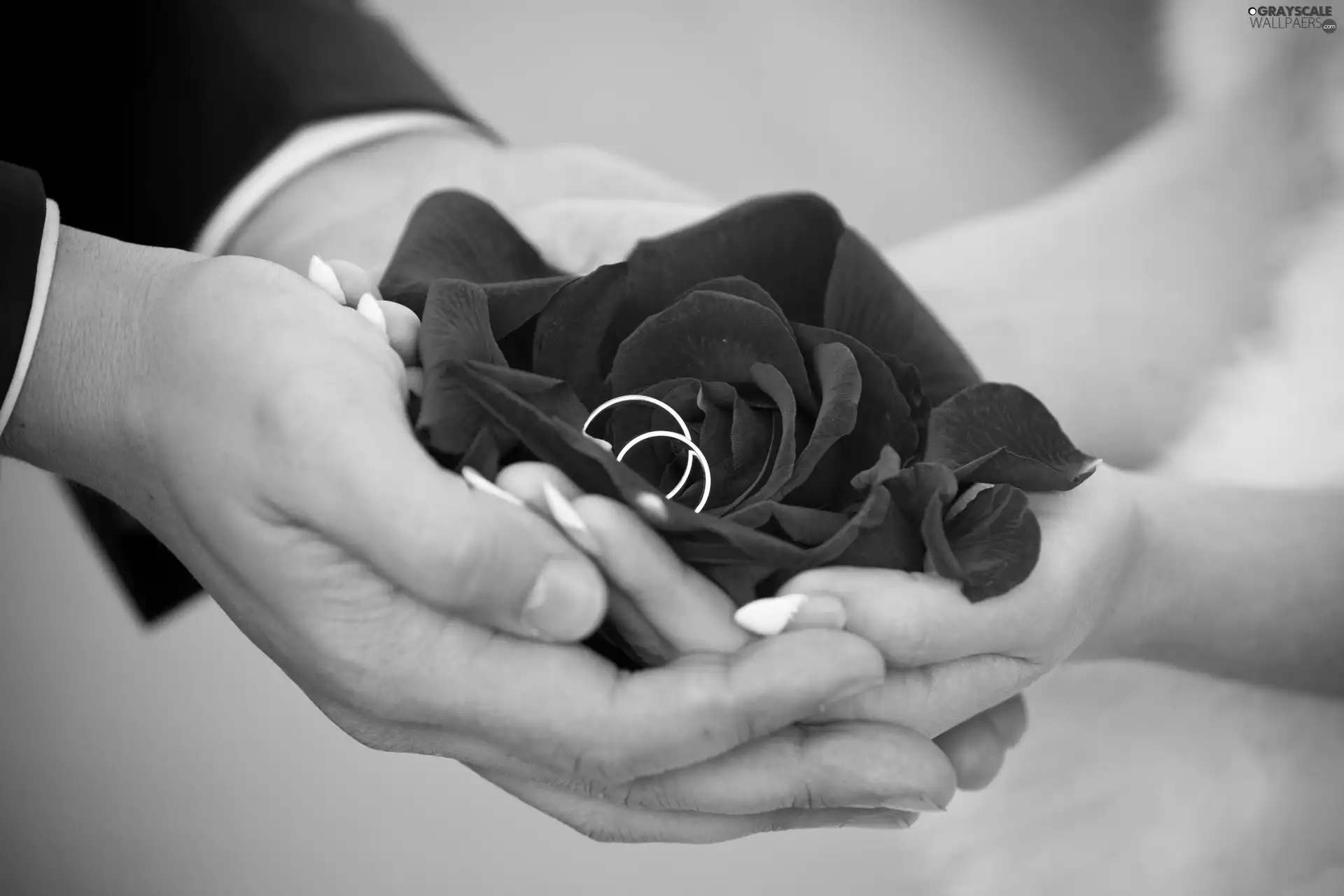 Women, hands, rose, a man