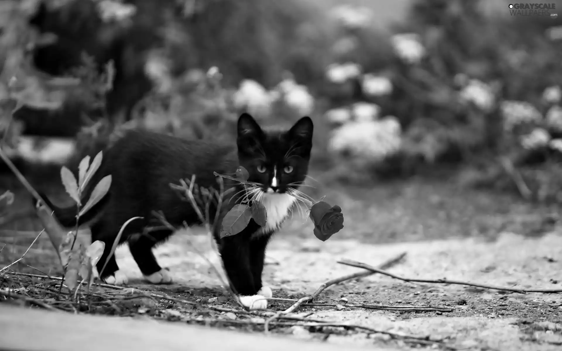 Black, red hot, rose, cat