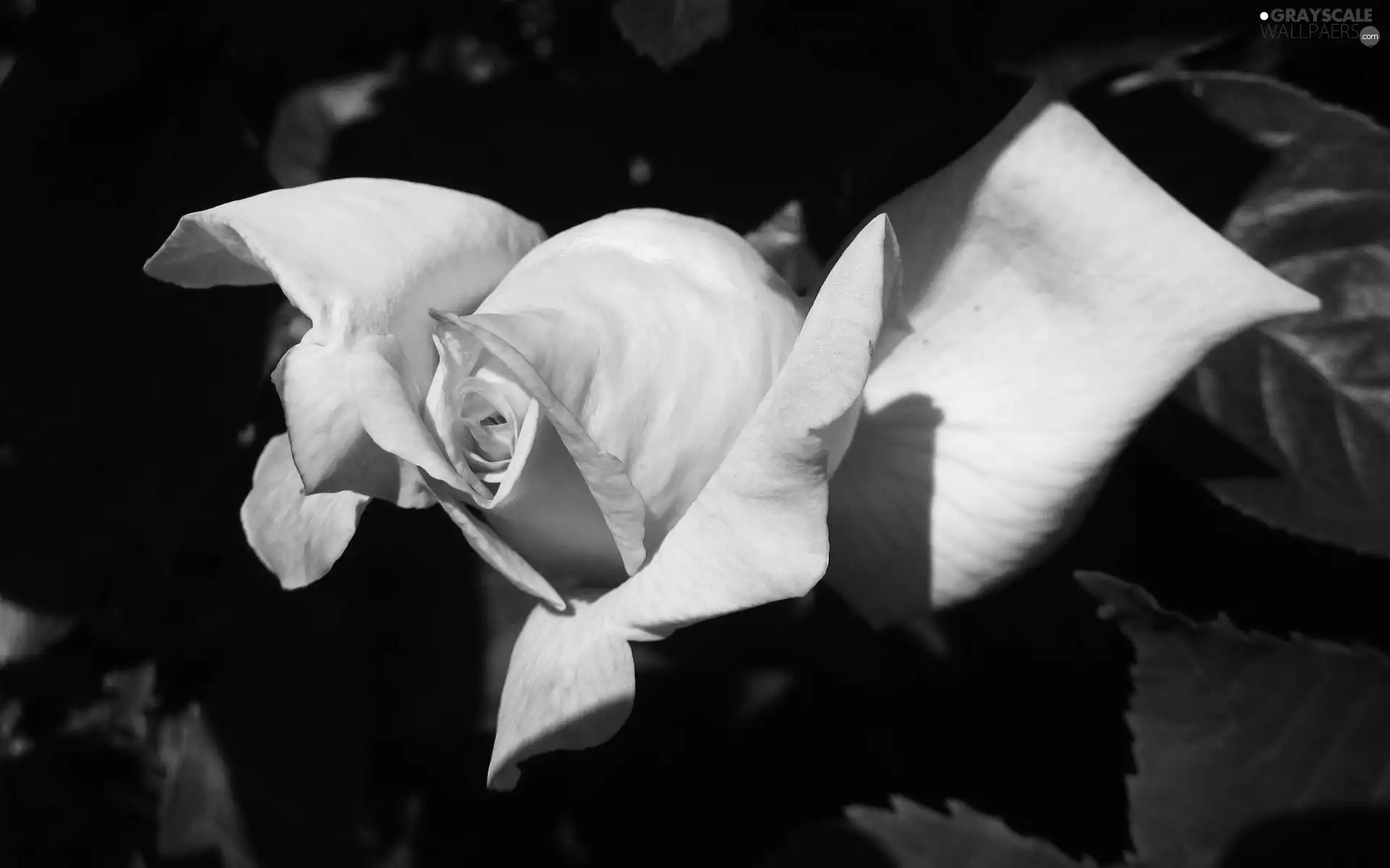 Blooming, rose