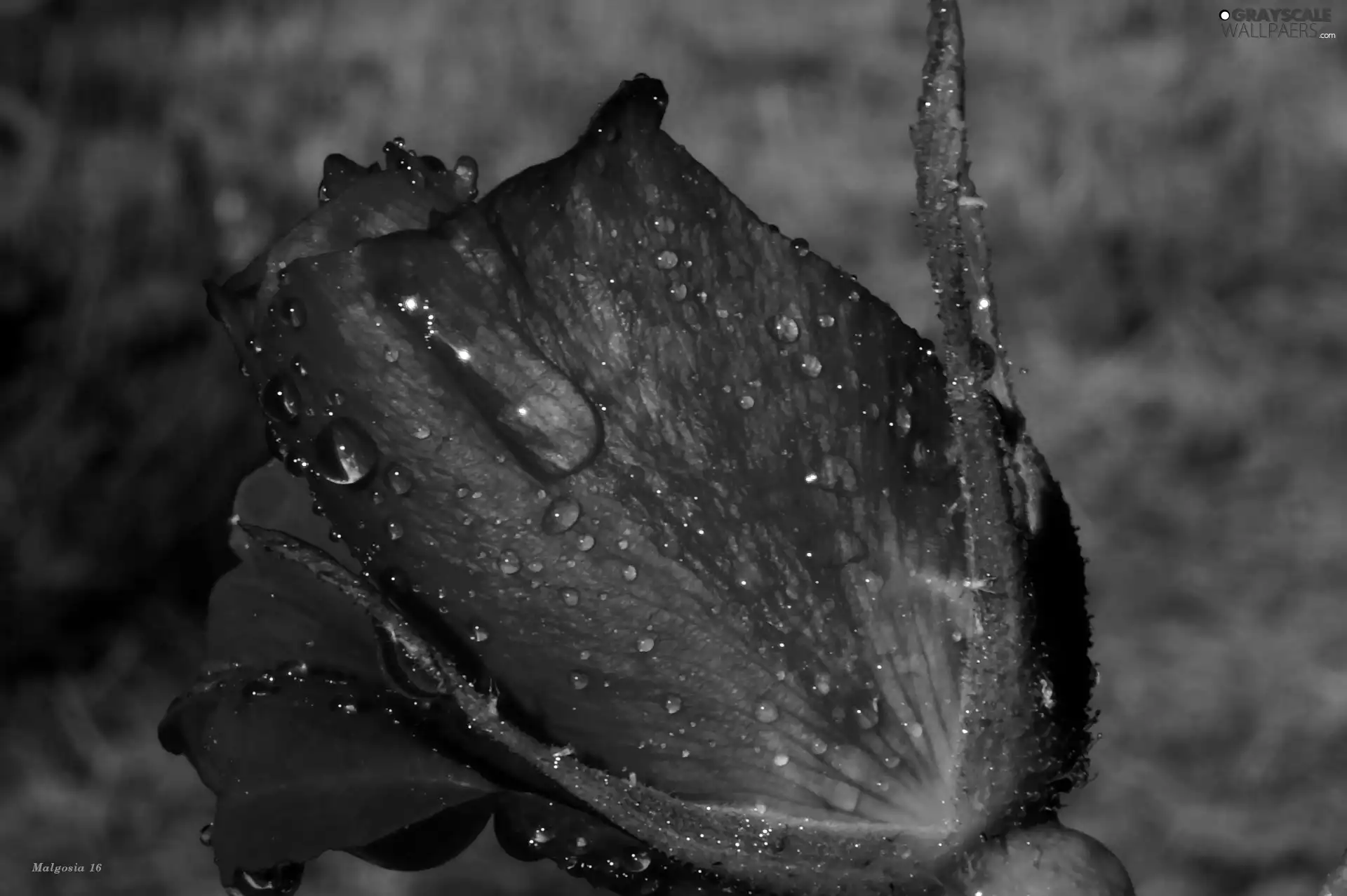 drops, Colourfull Flowers, rose