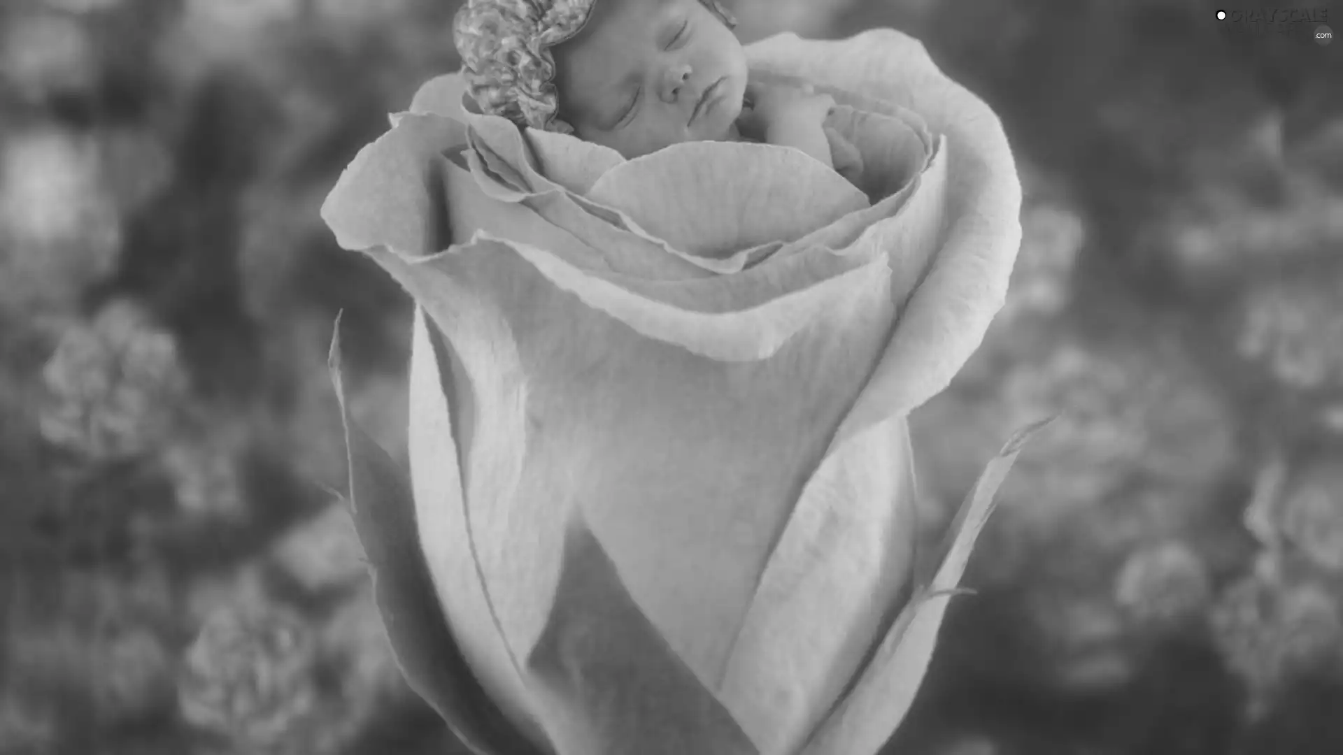 Kid, Colourfull Flowers, rose