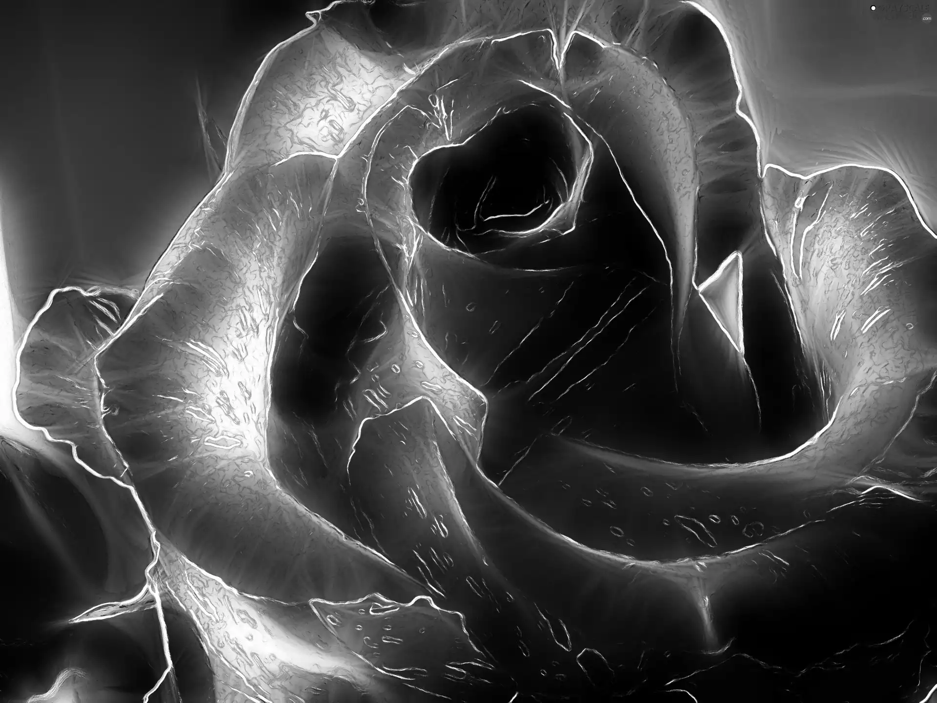 dark, rose