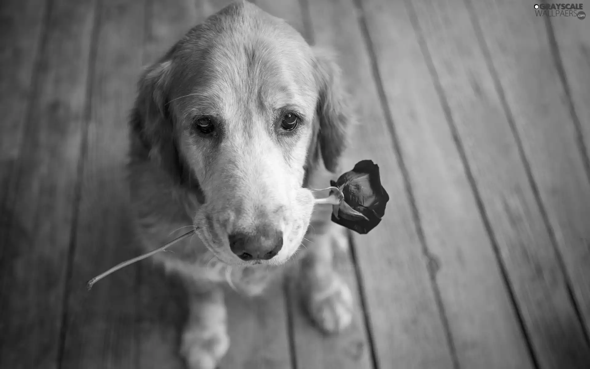 dog, red hot, rose, floor