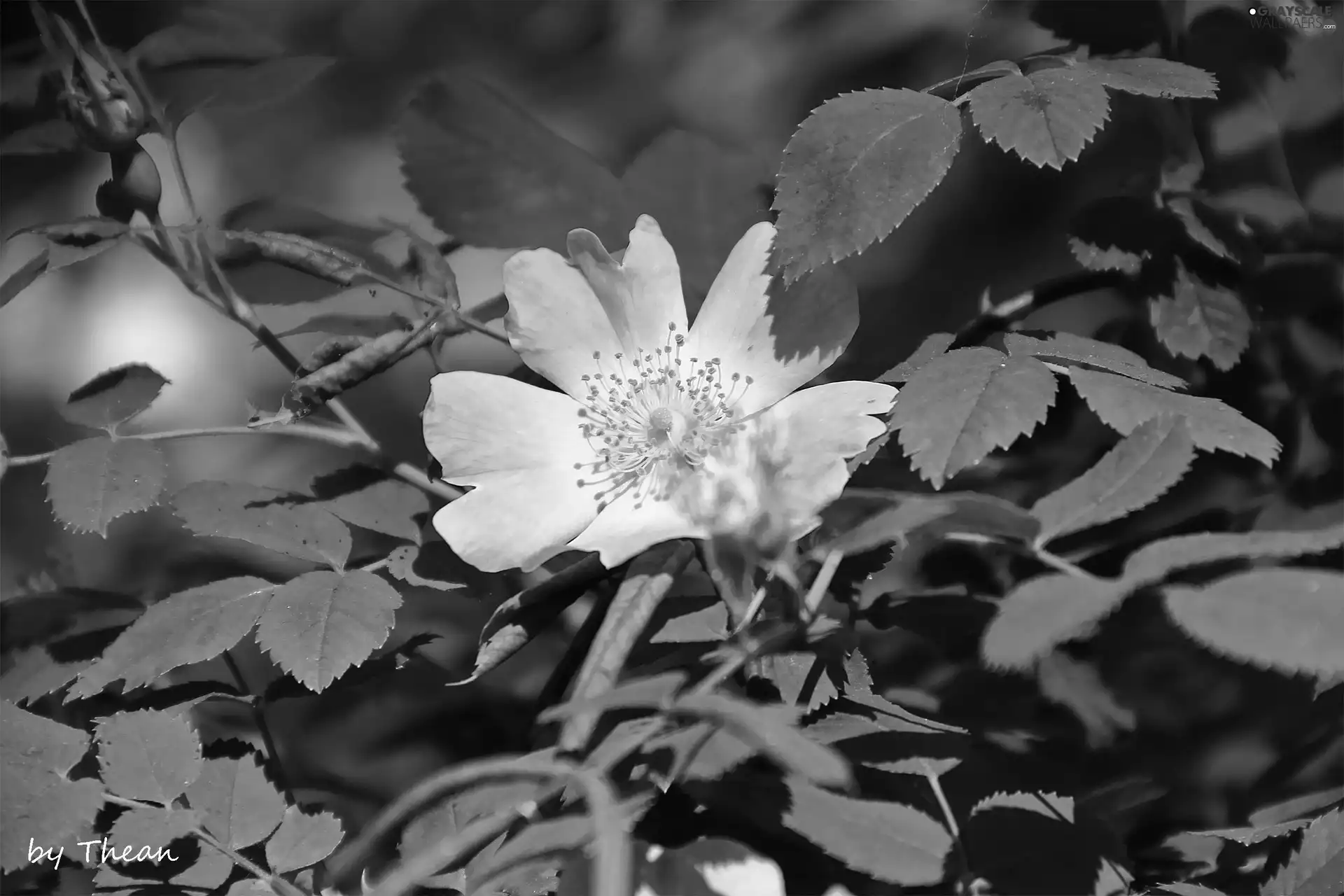 Colourfull Flowers, Wild, rose