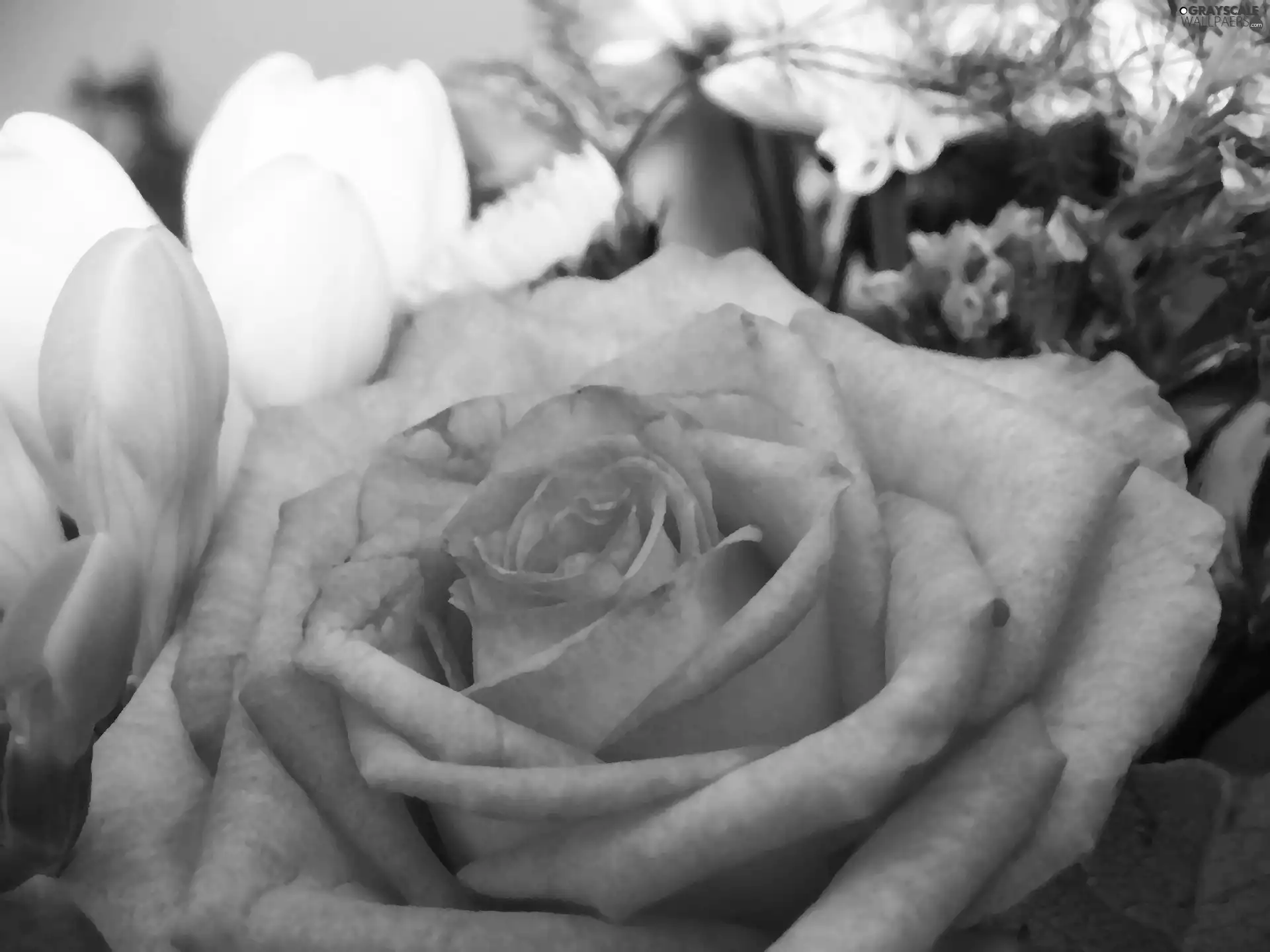 Flowers, rose