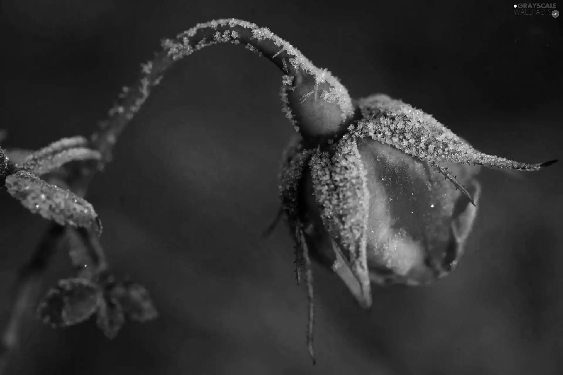 White frost, bud, rose