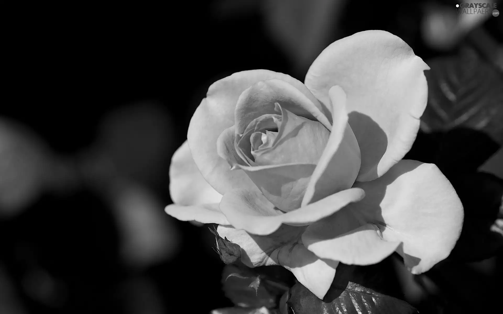 heather, rose