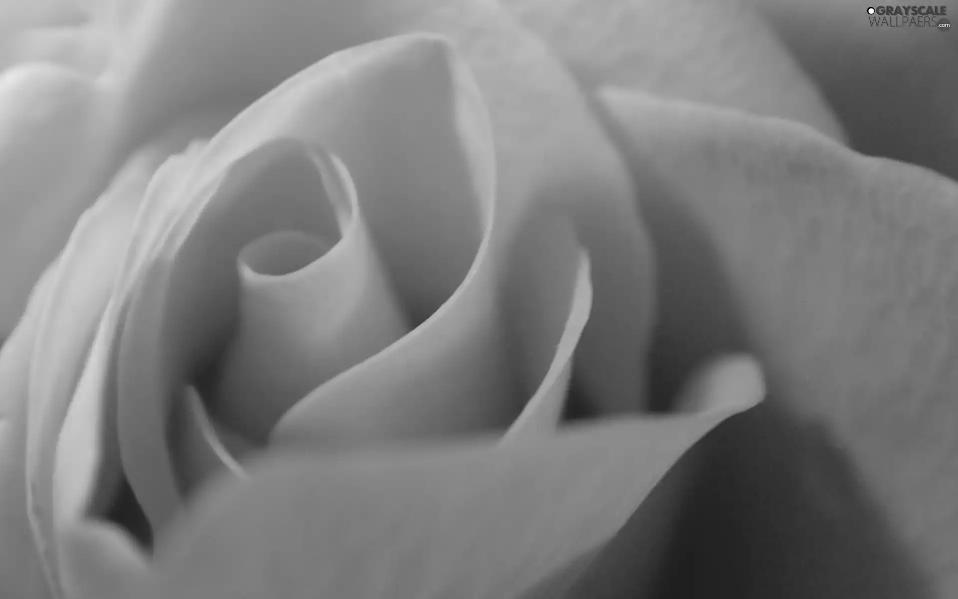 rose, Collapsed, interior