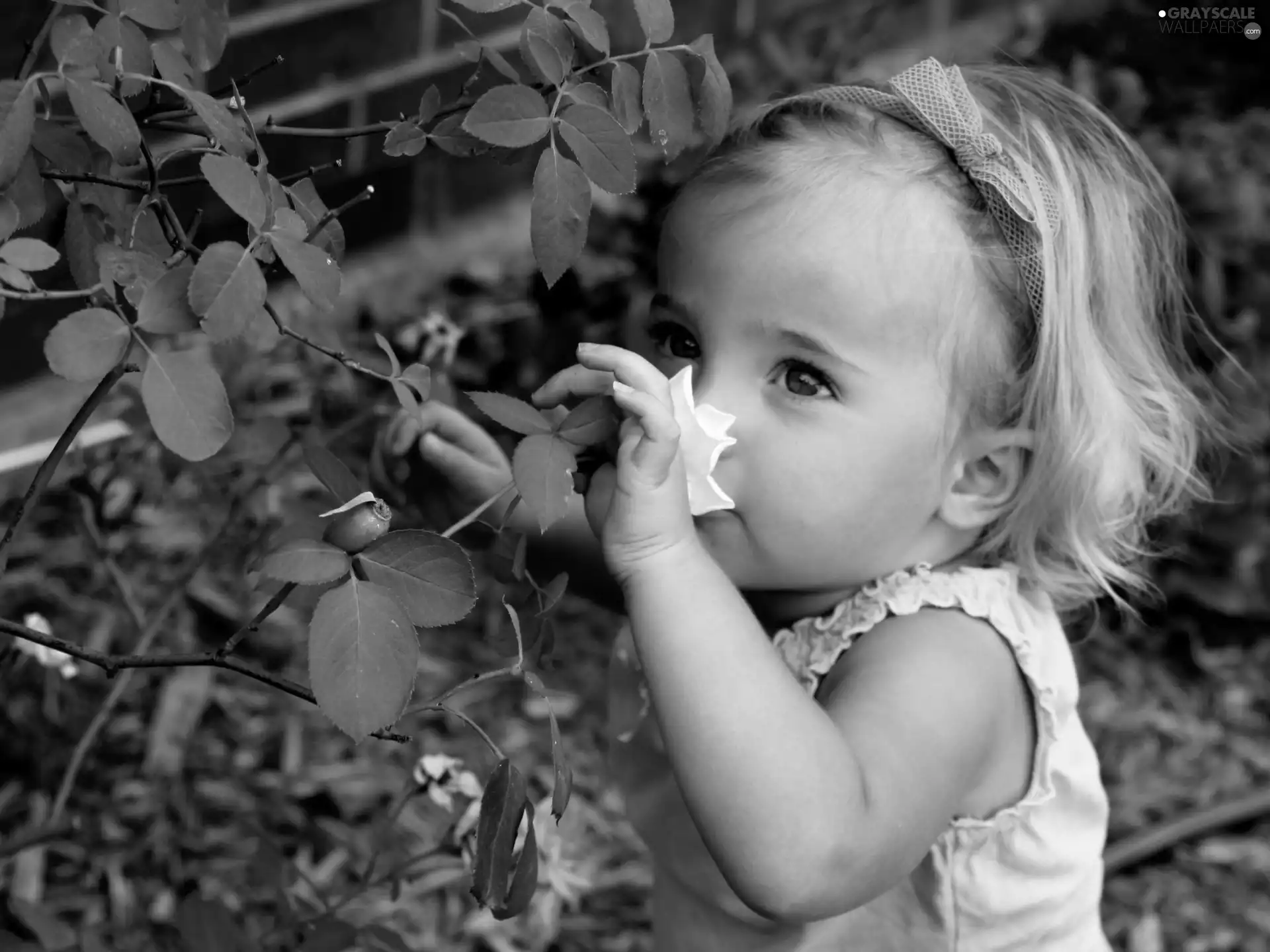 rose, Leaf, girl, smelling, Kid