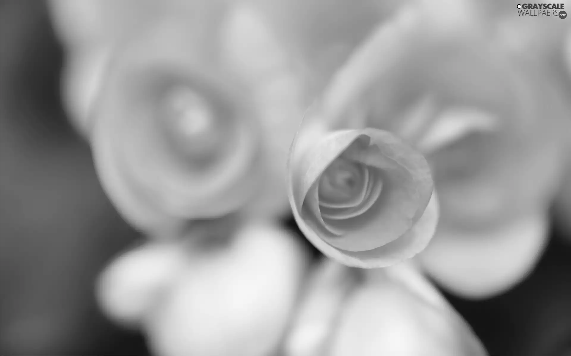 rose, yellow, Pink