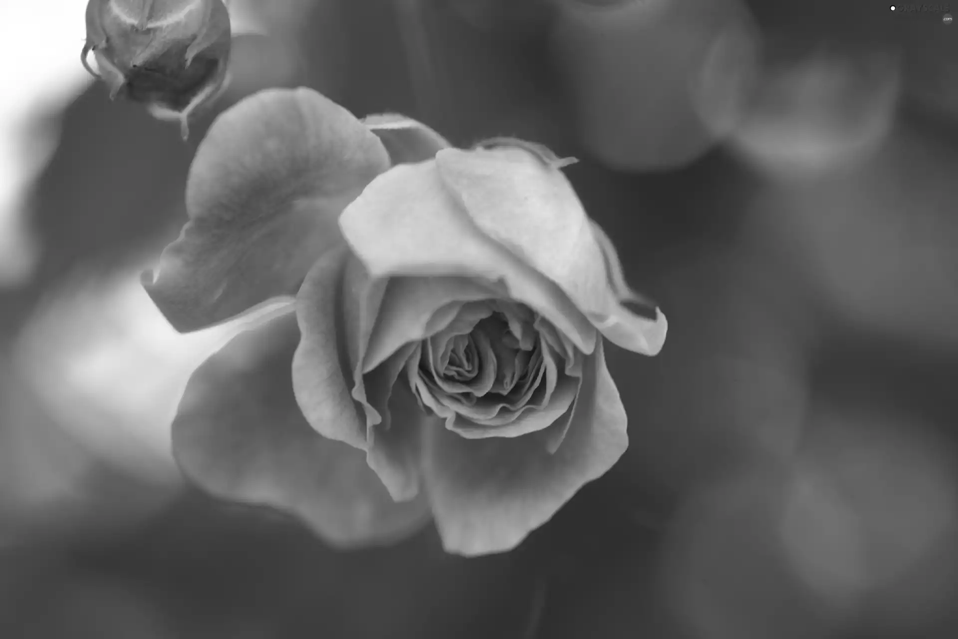 Pink, rose
