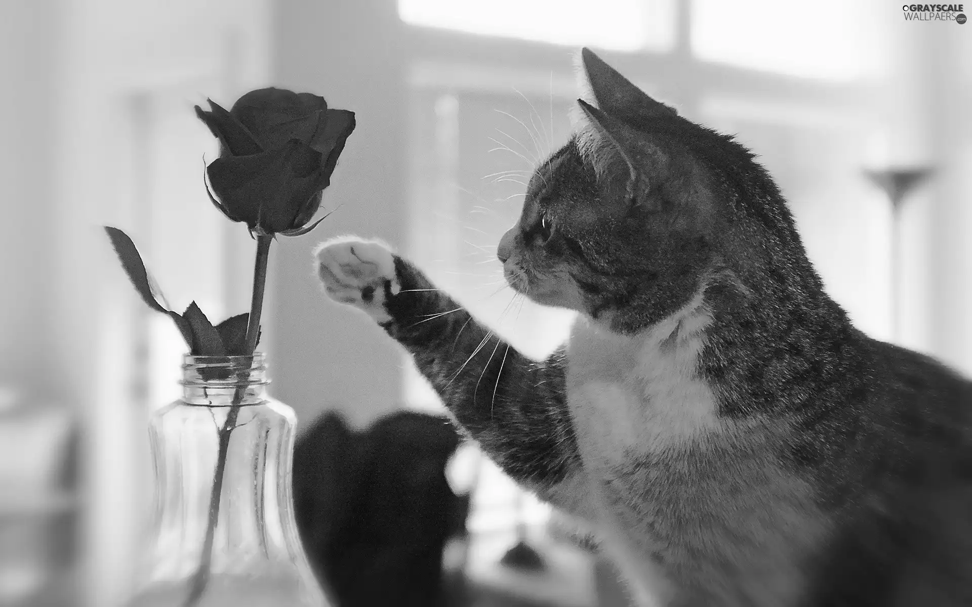 rose, kitten, pud