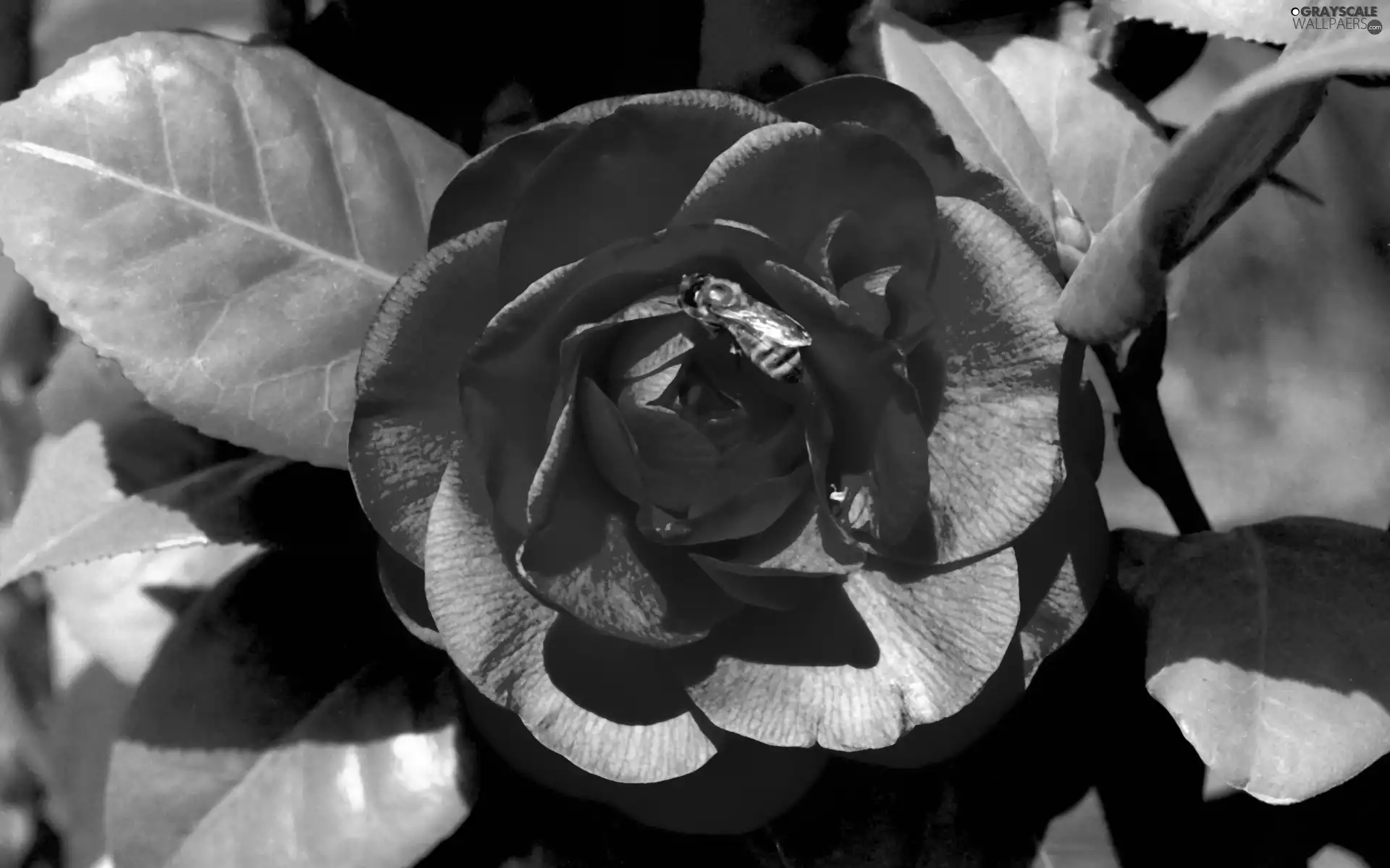 bee, red hot, rose