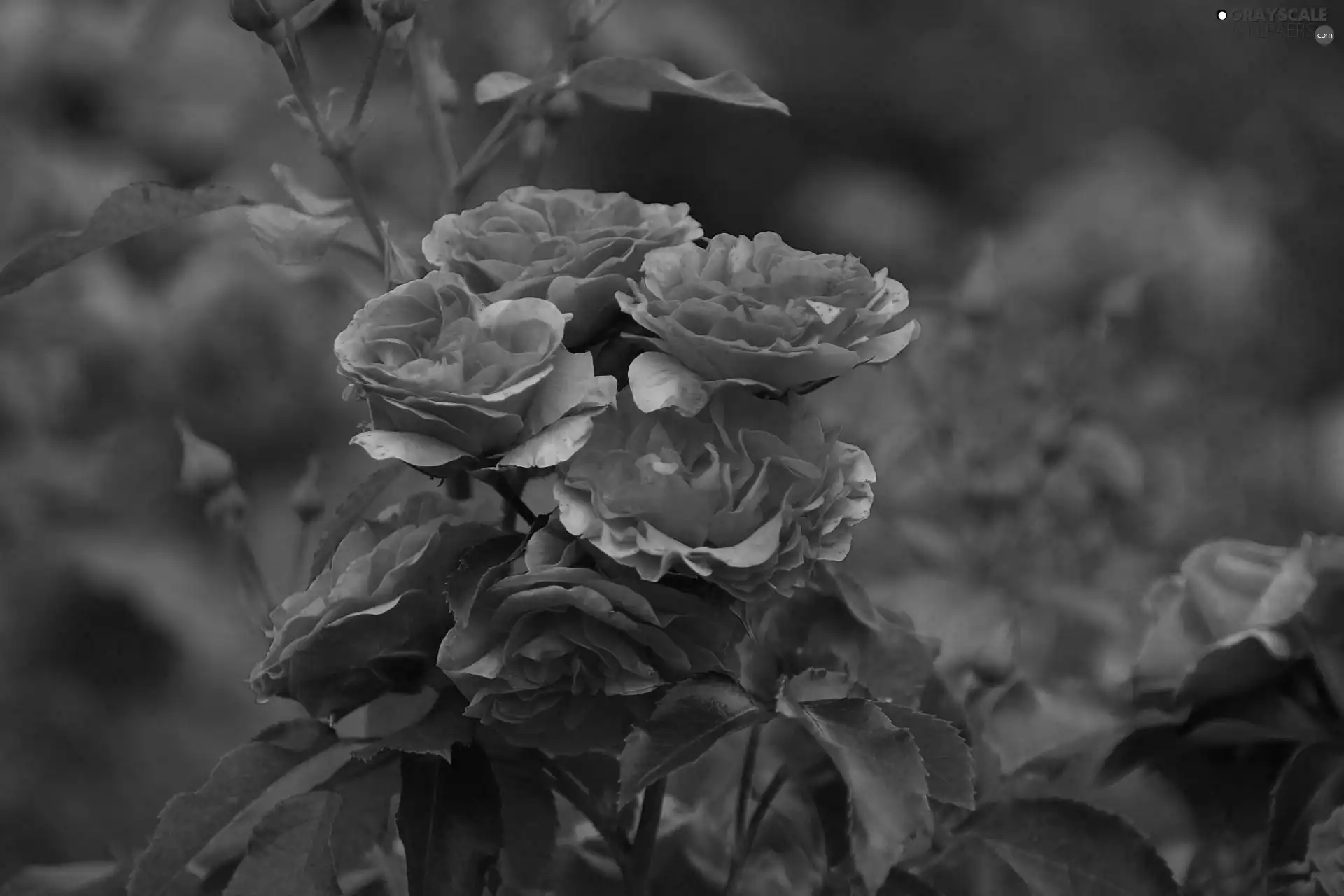 rose, bush, red