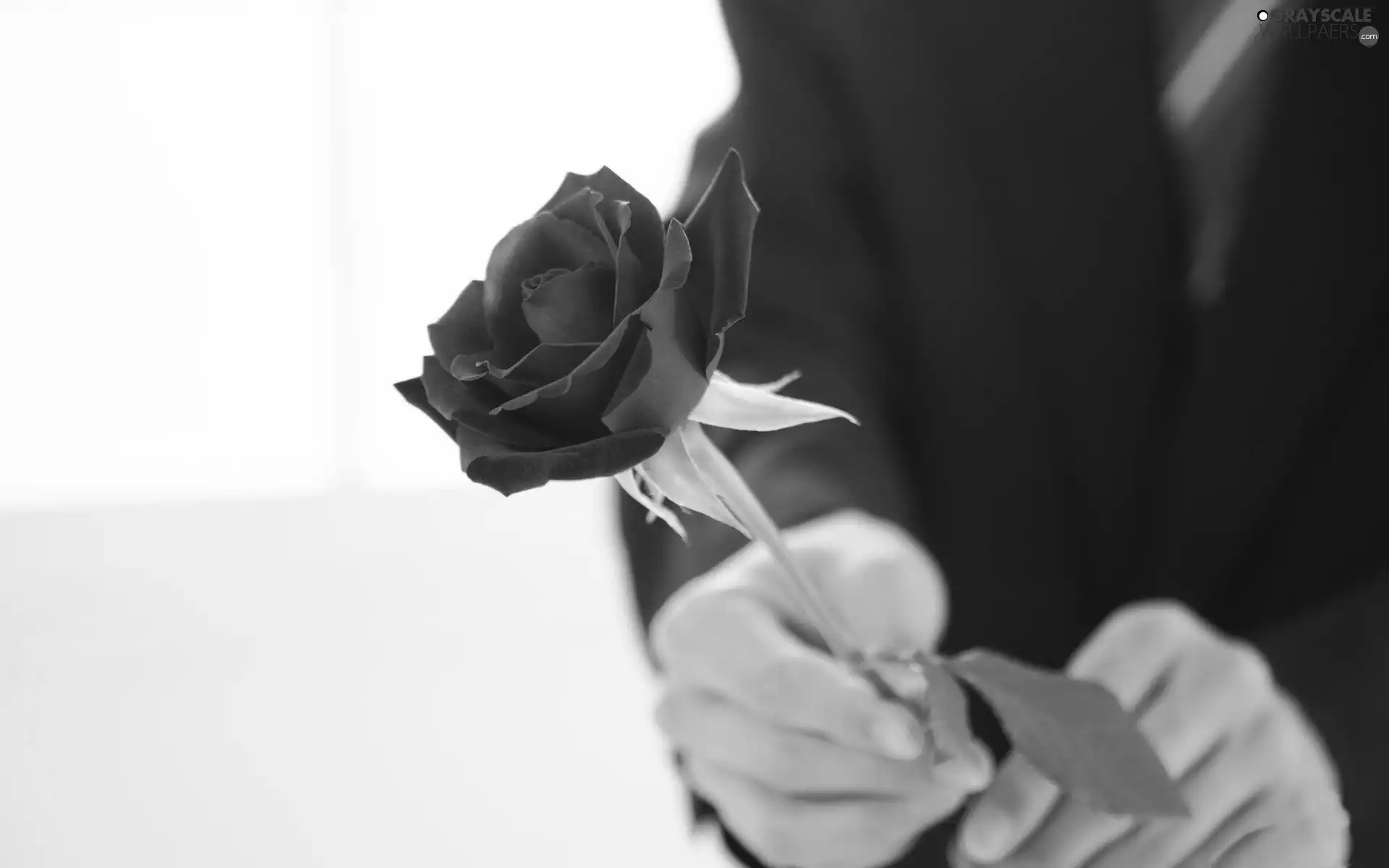 hands, red hot, rose