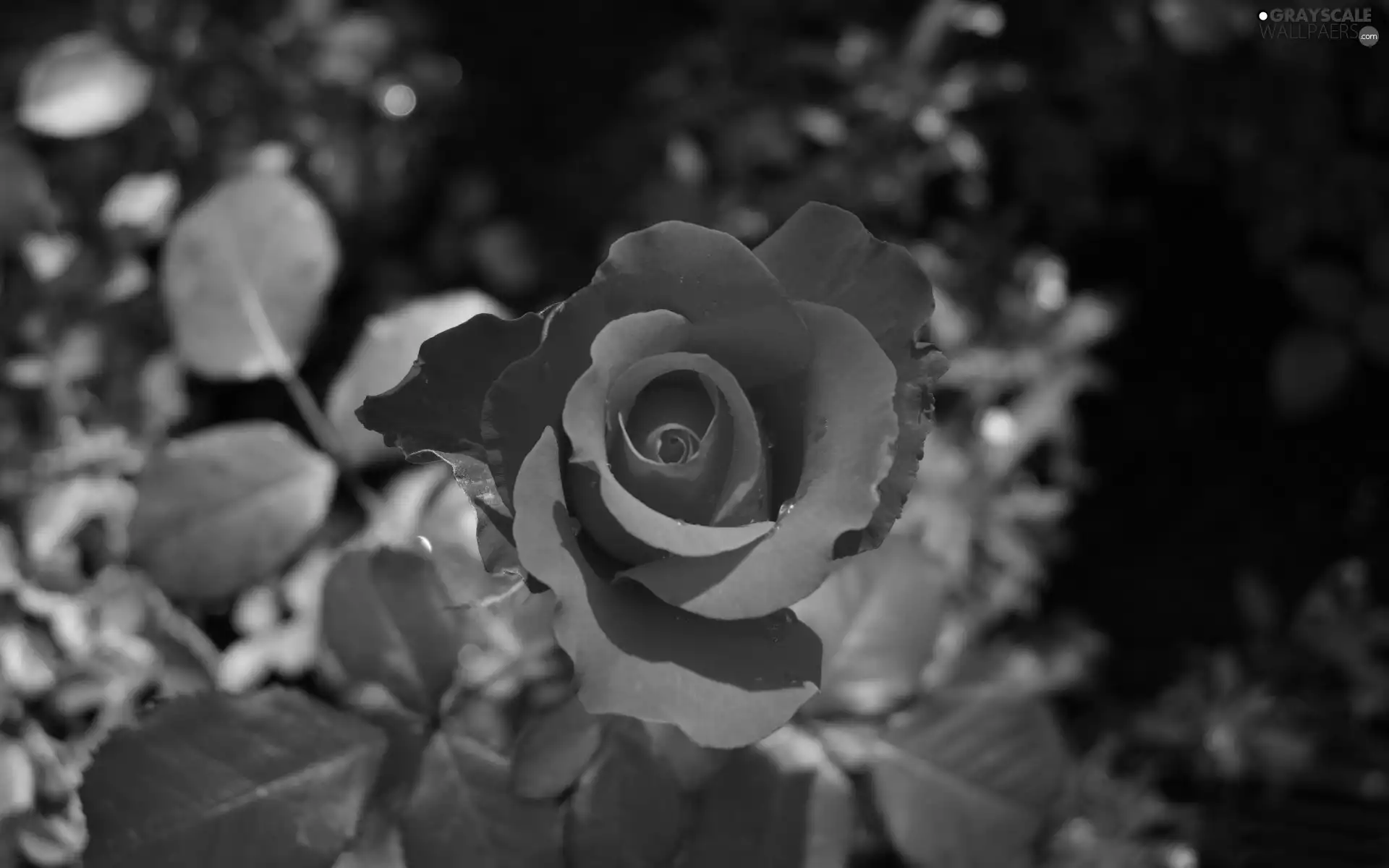 leaves, red hot, rose