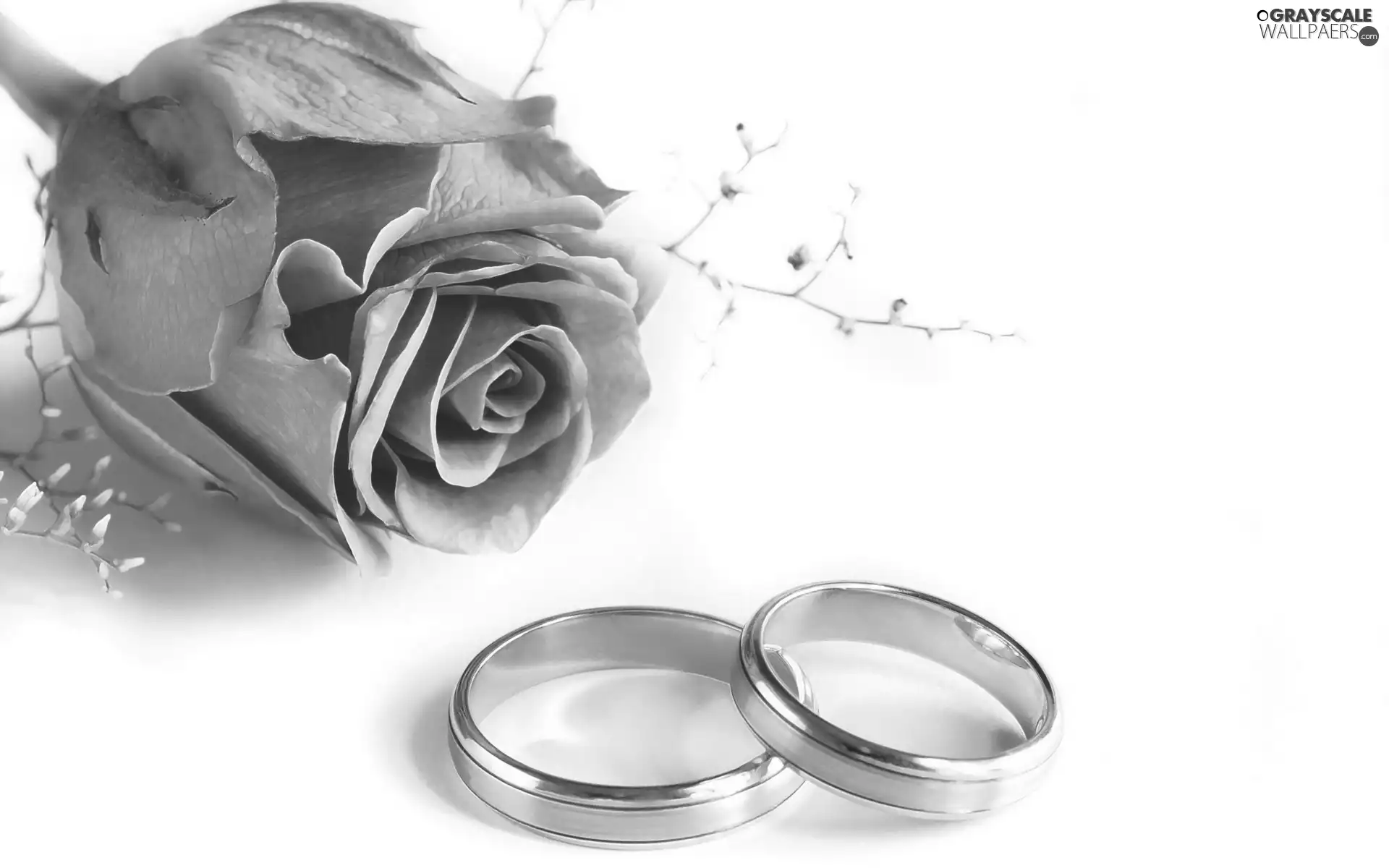 rose, wedding, rings