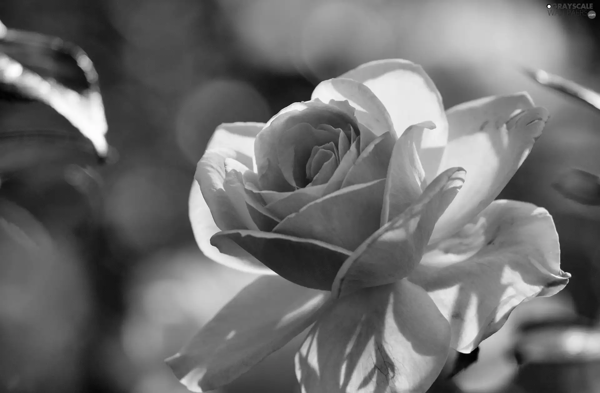 light breaking through sky, Pink, rose