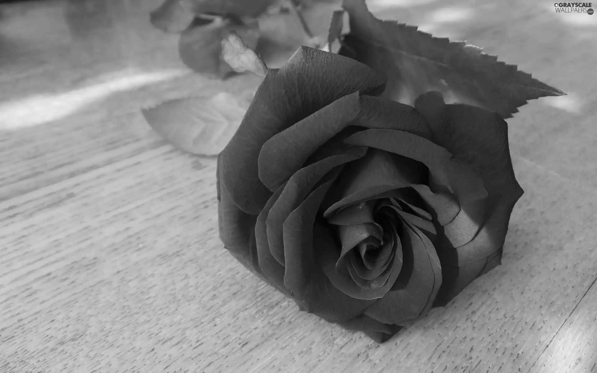 Violet, rose
