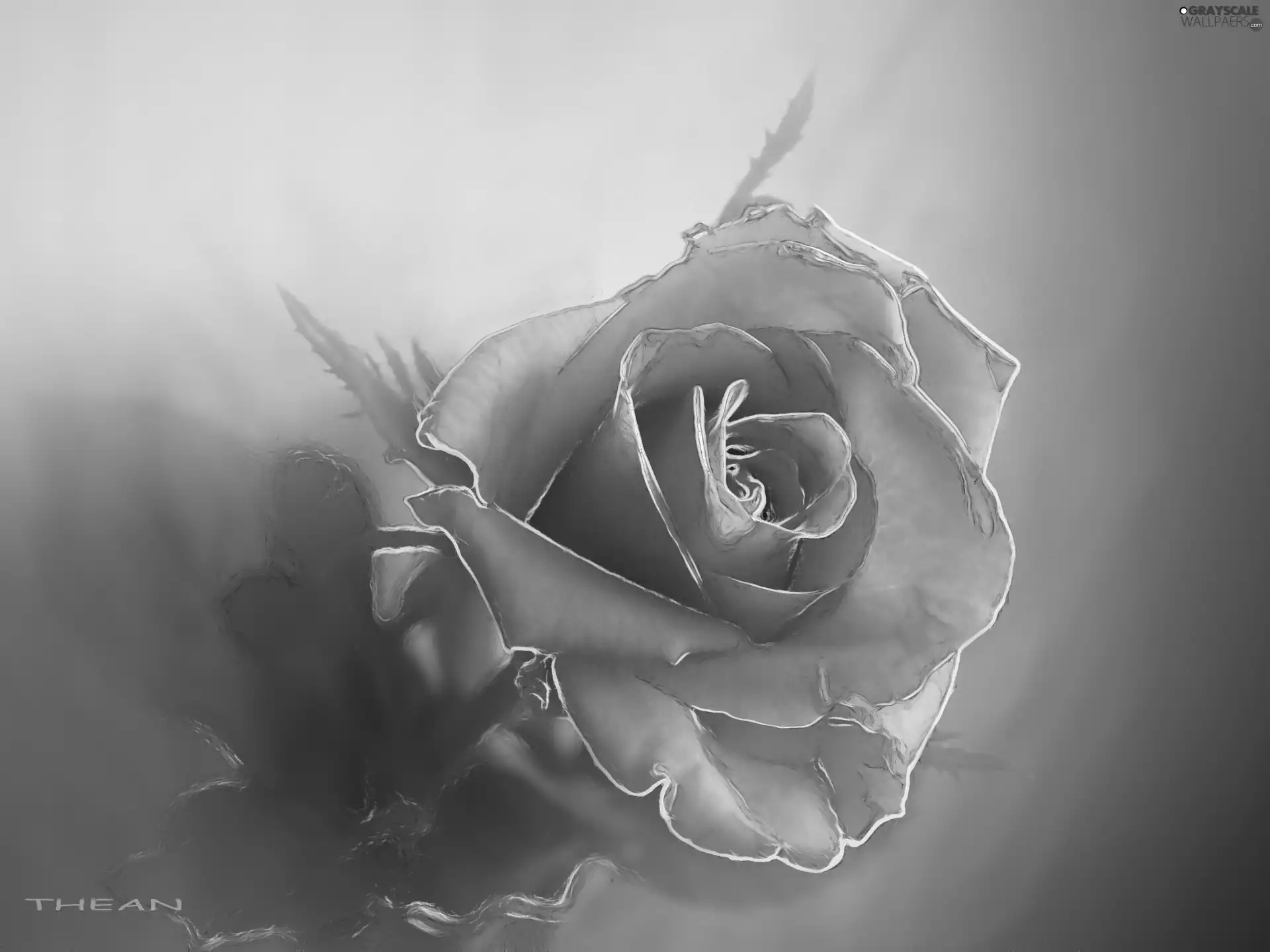 Violet, rose