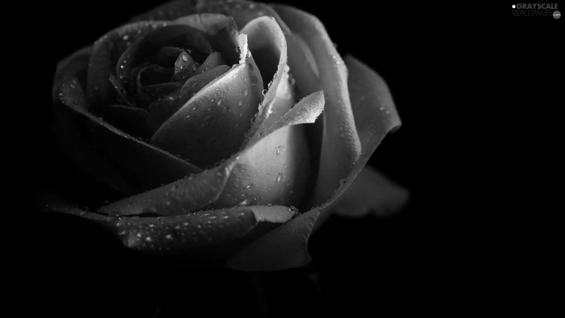 Violet, rose