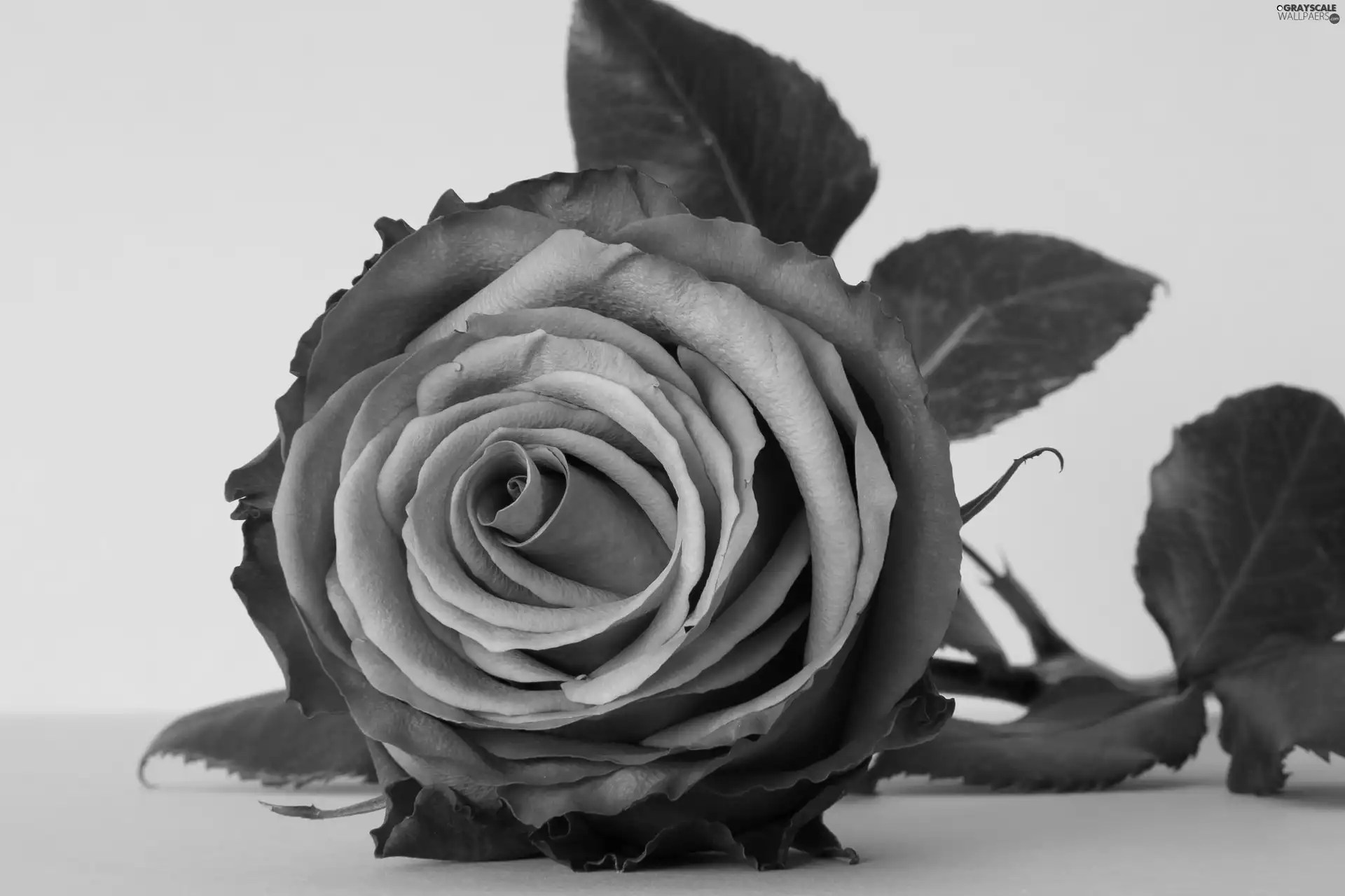 Violet, rose