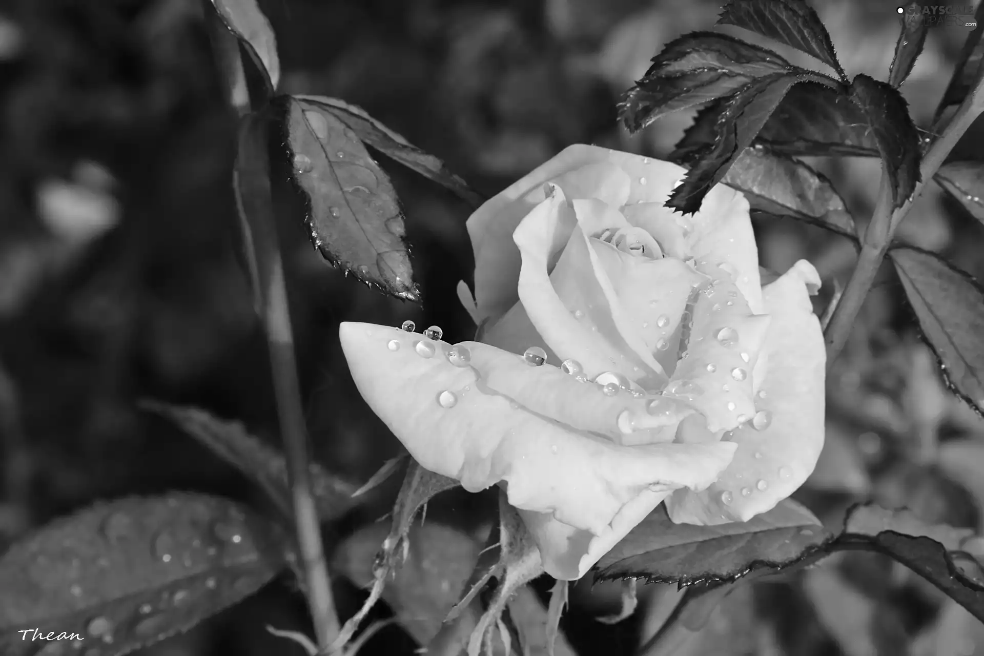 rose, YELLOW, wet