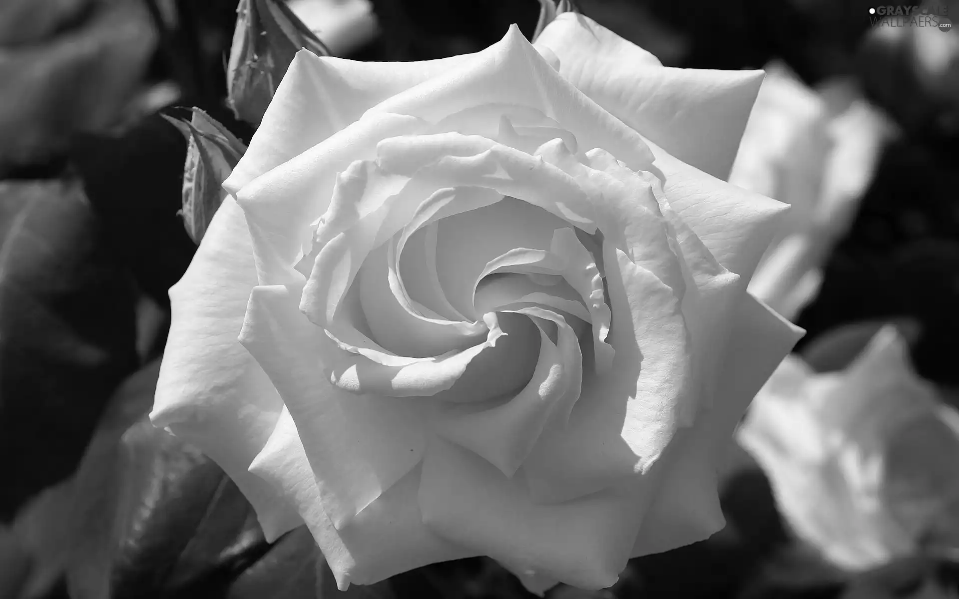 White, rose