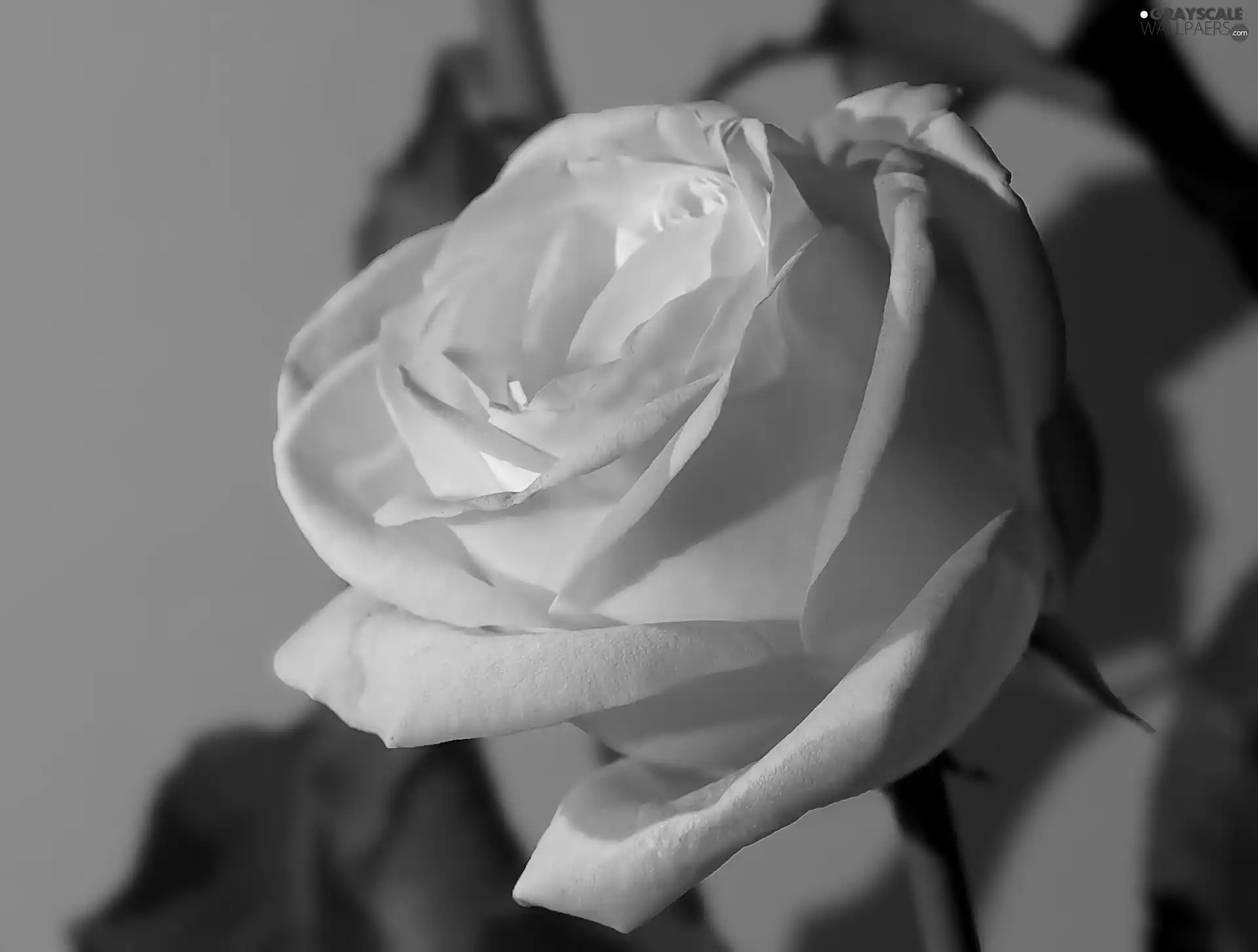 White, rose