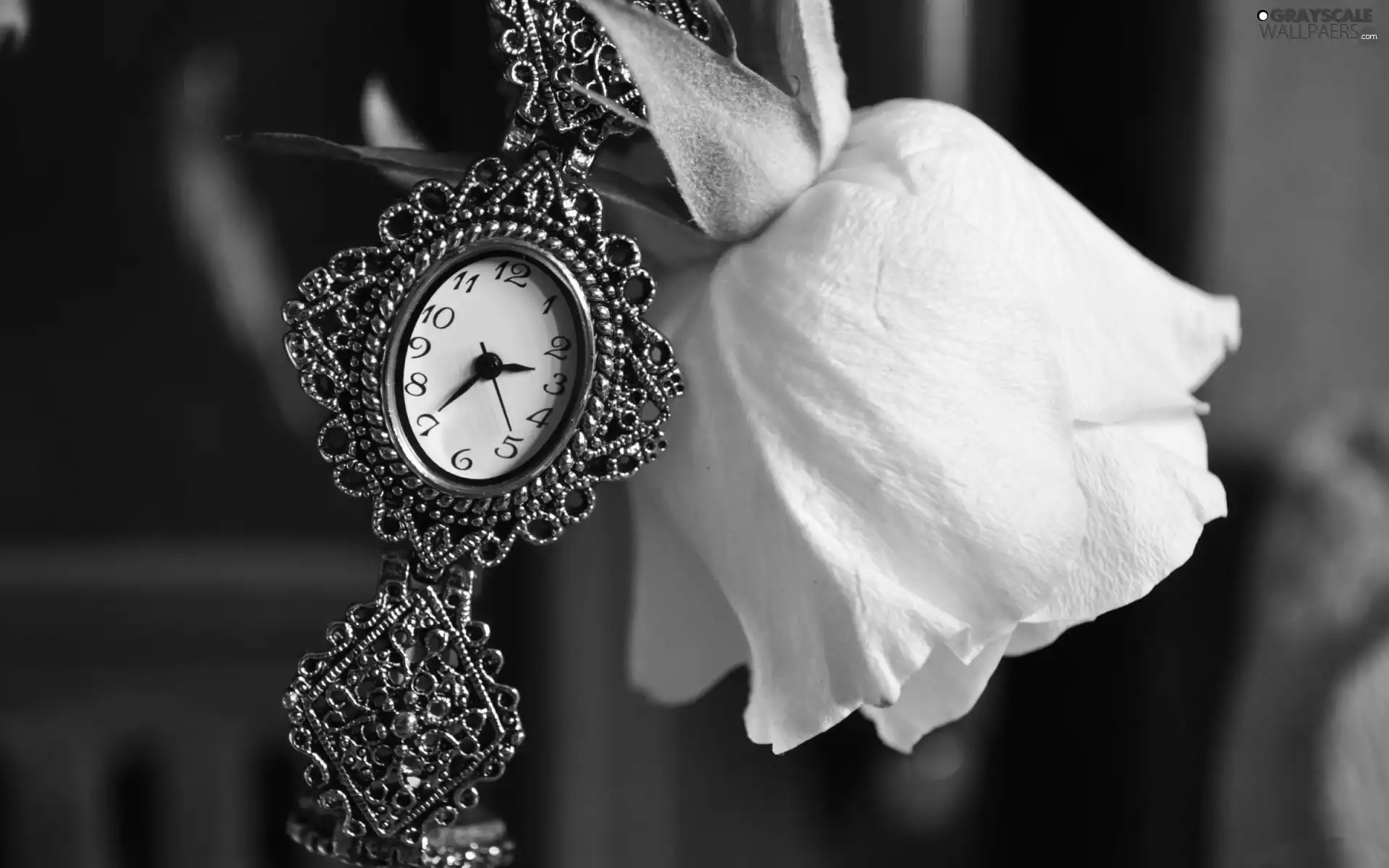 rose, Watch, White