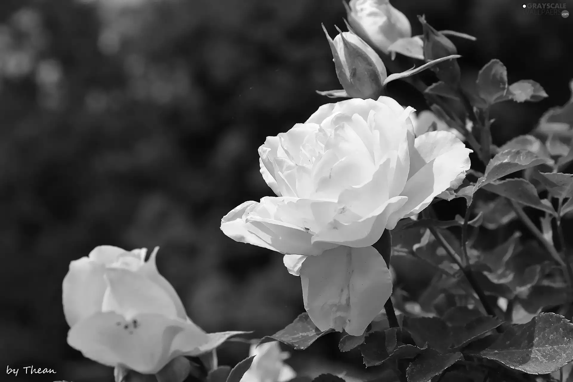 White, rose