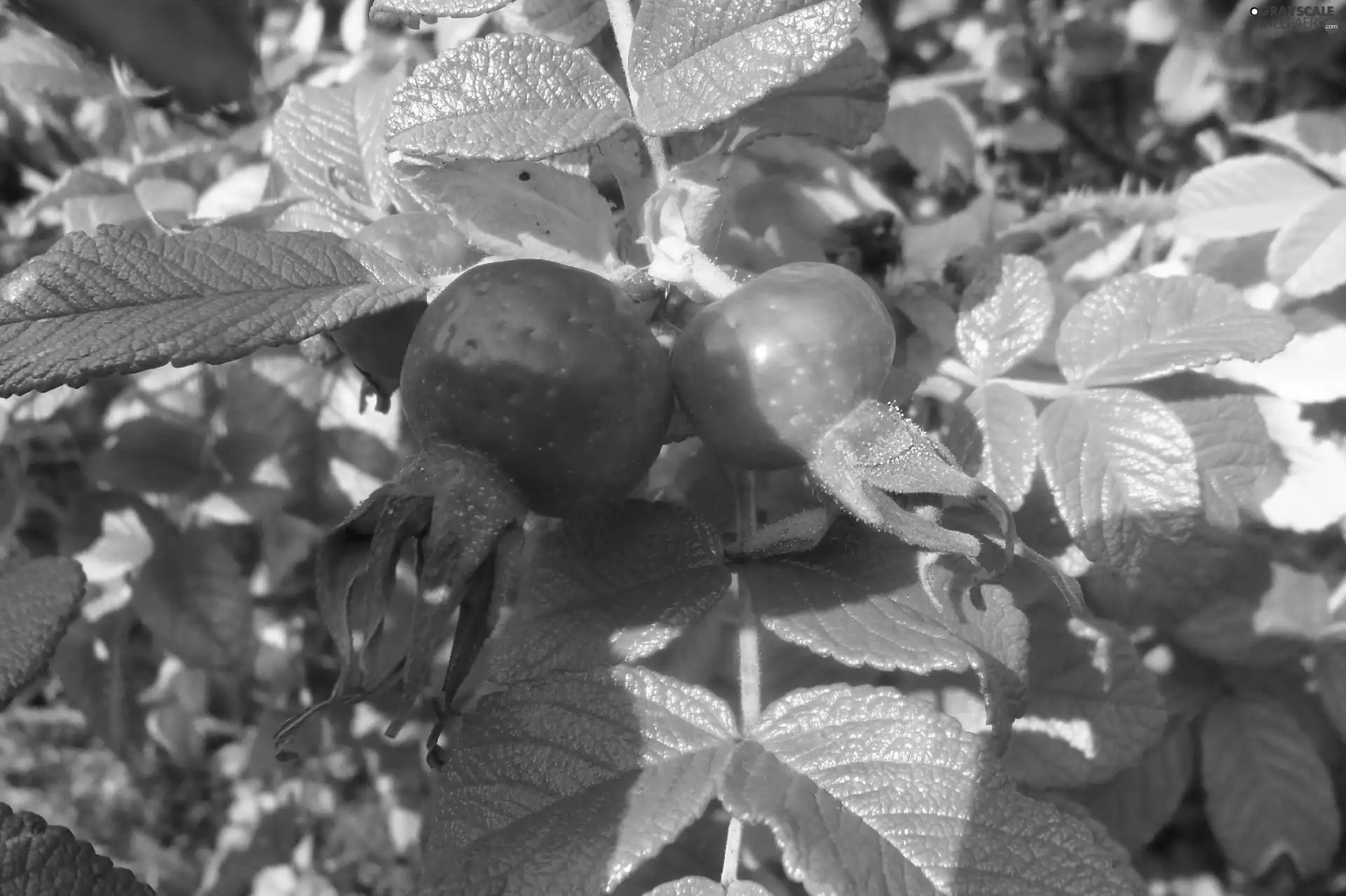 rose, fruit, wild