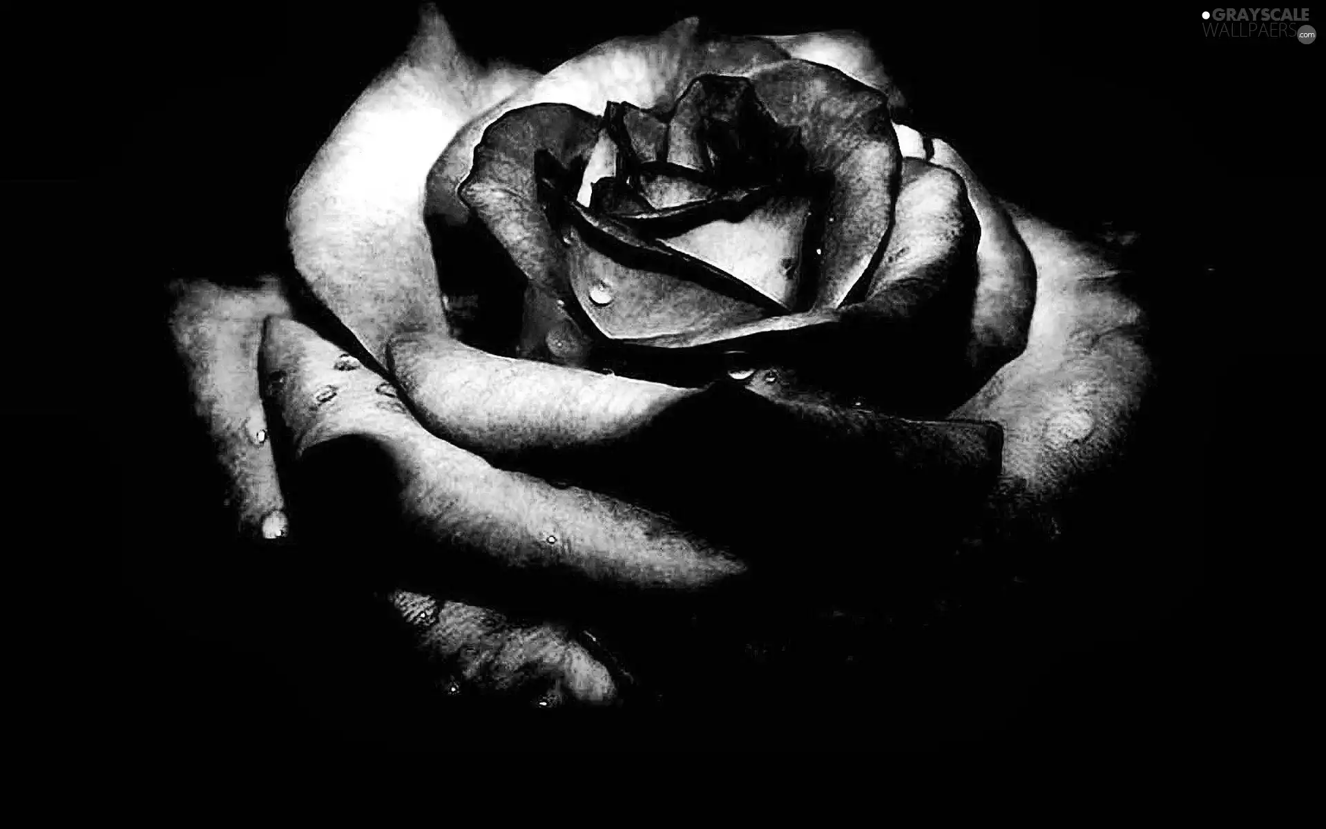 withering, rose