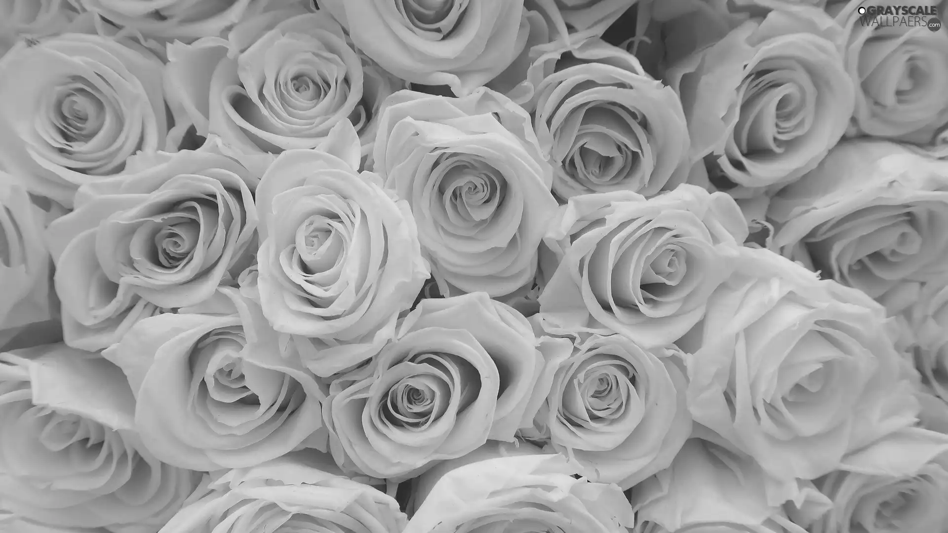 roses, color, bloom