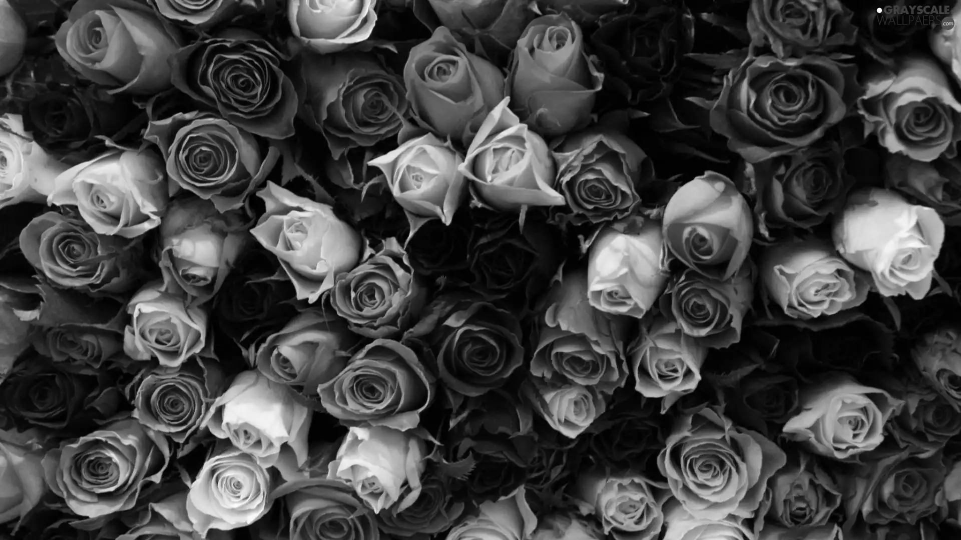roses, Flowers, bouquet