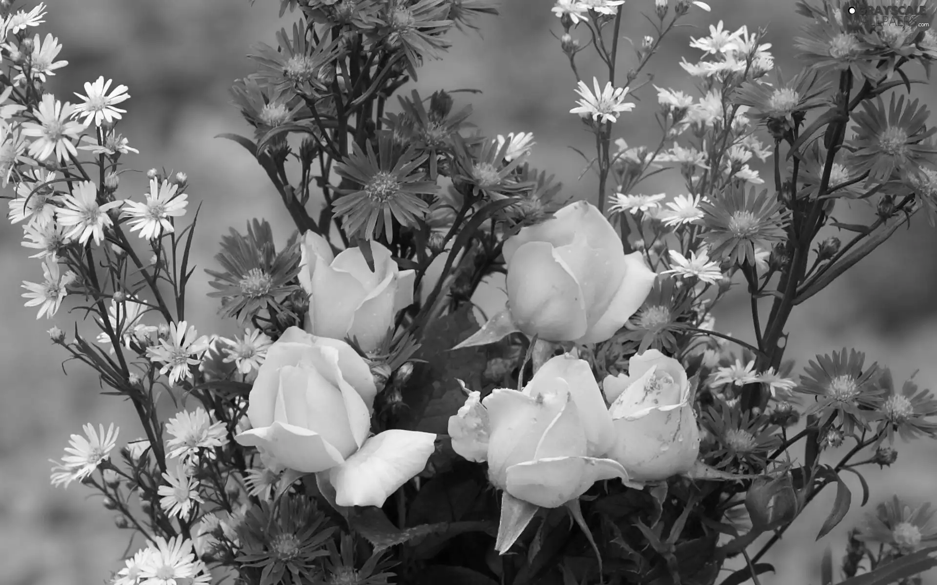 bouquet, Yellow, roses, flowers