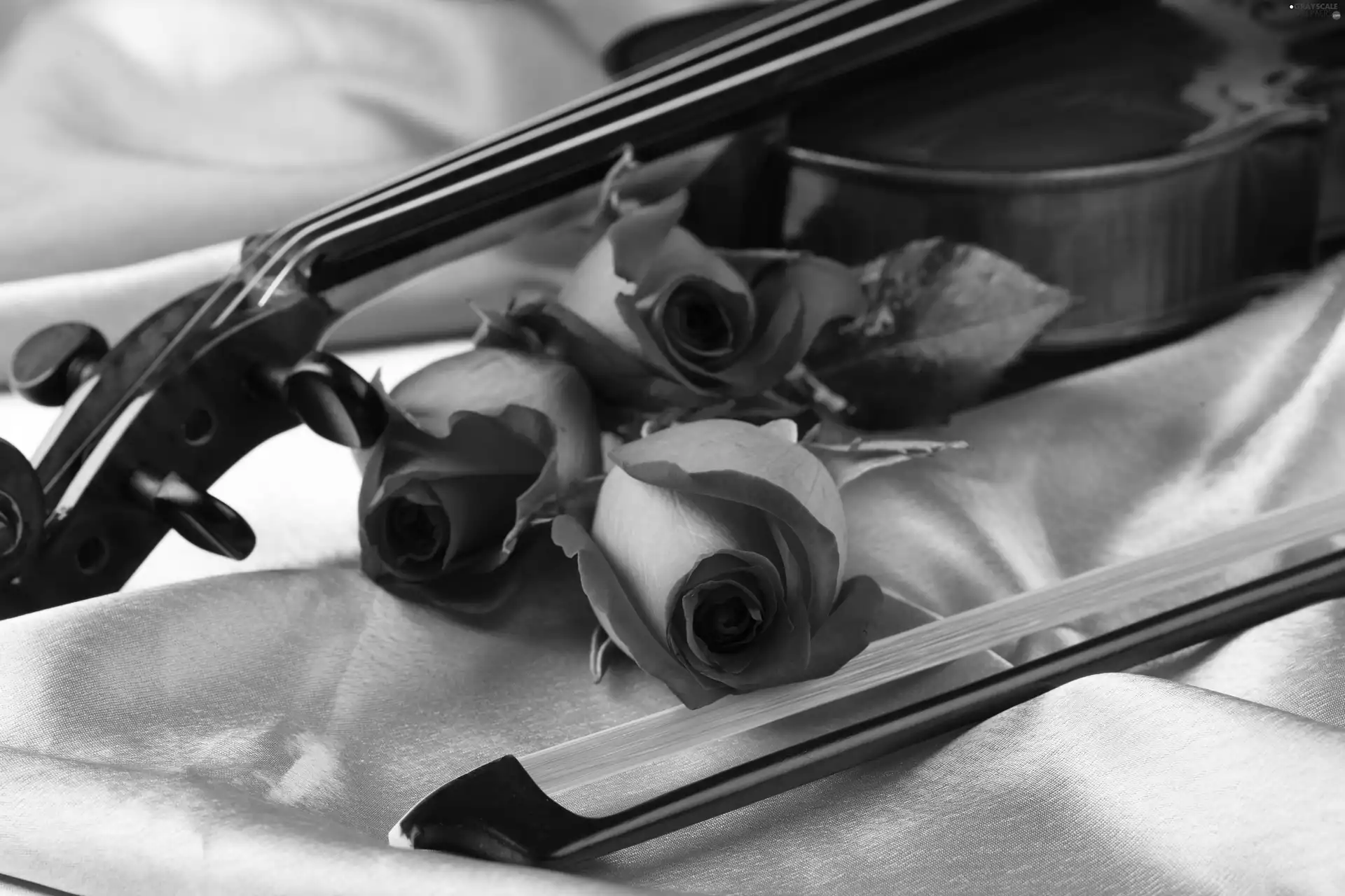 roses, violin, bow
