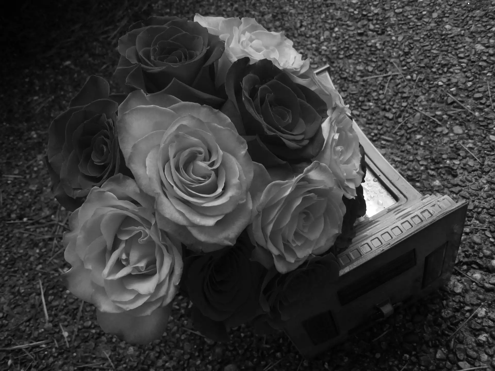 roses, Wooden, box