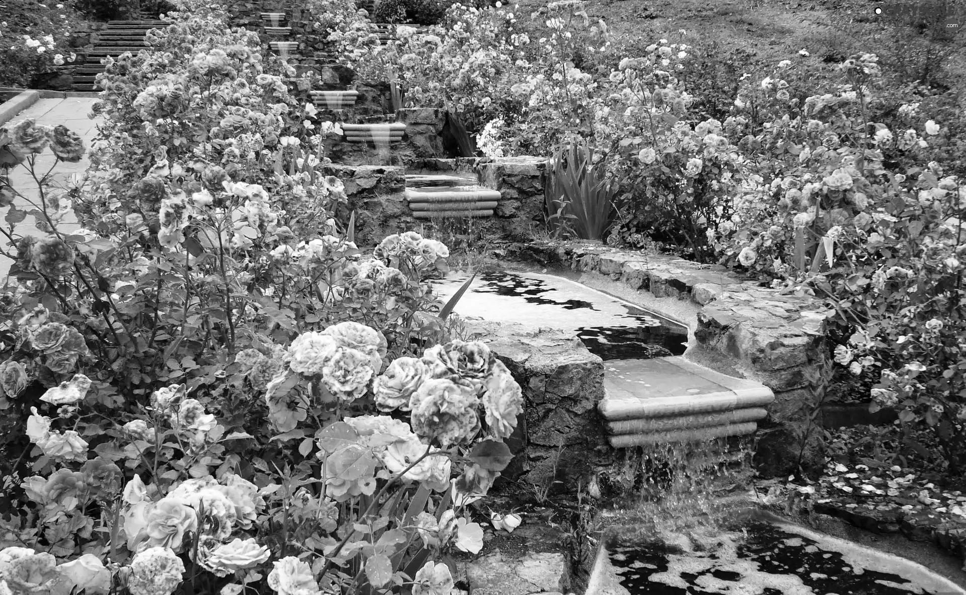 roses, Park, cascade