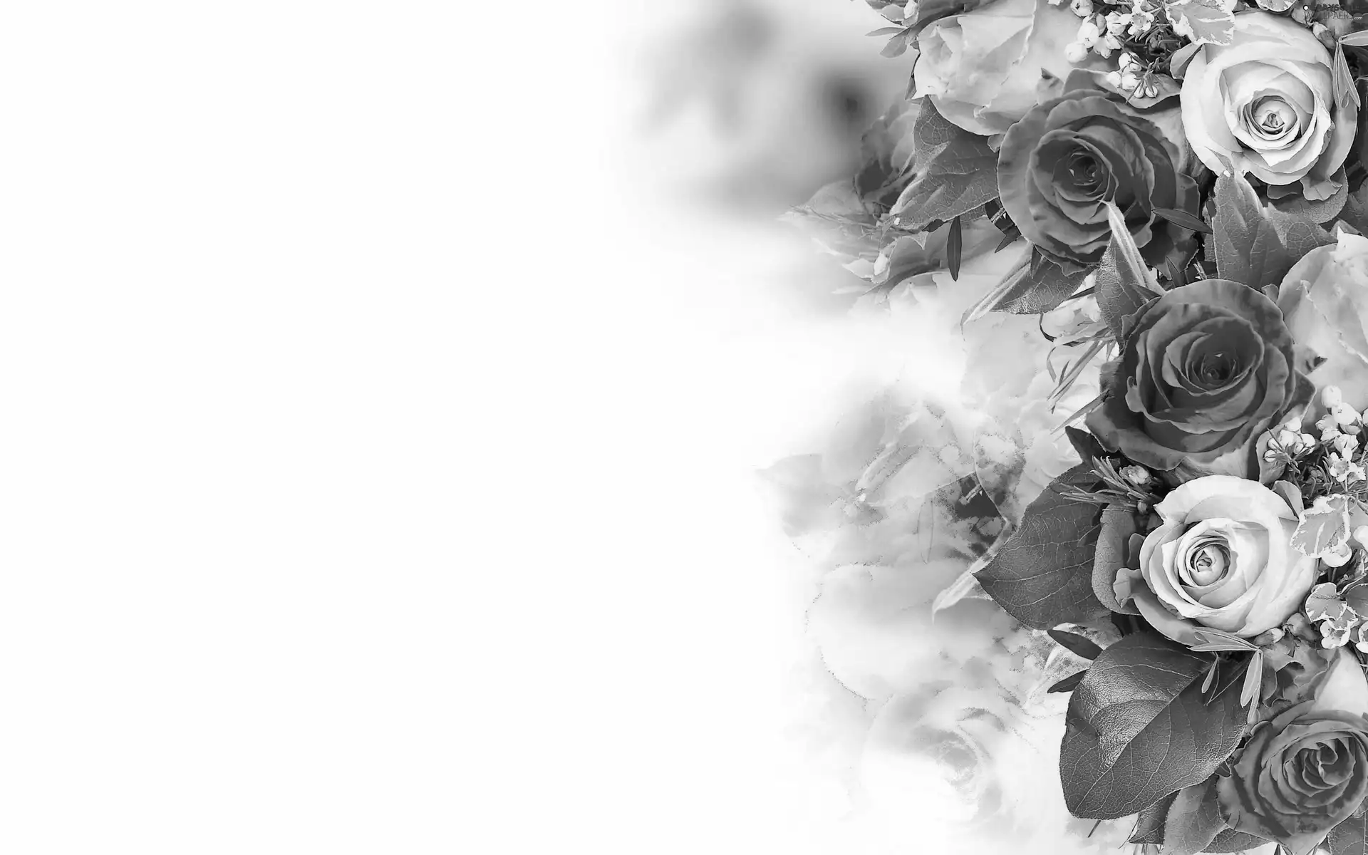 color, roses