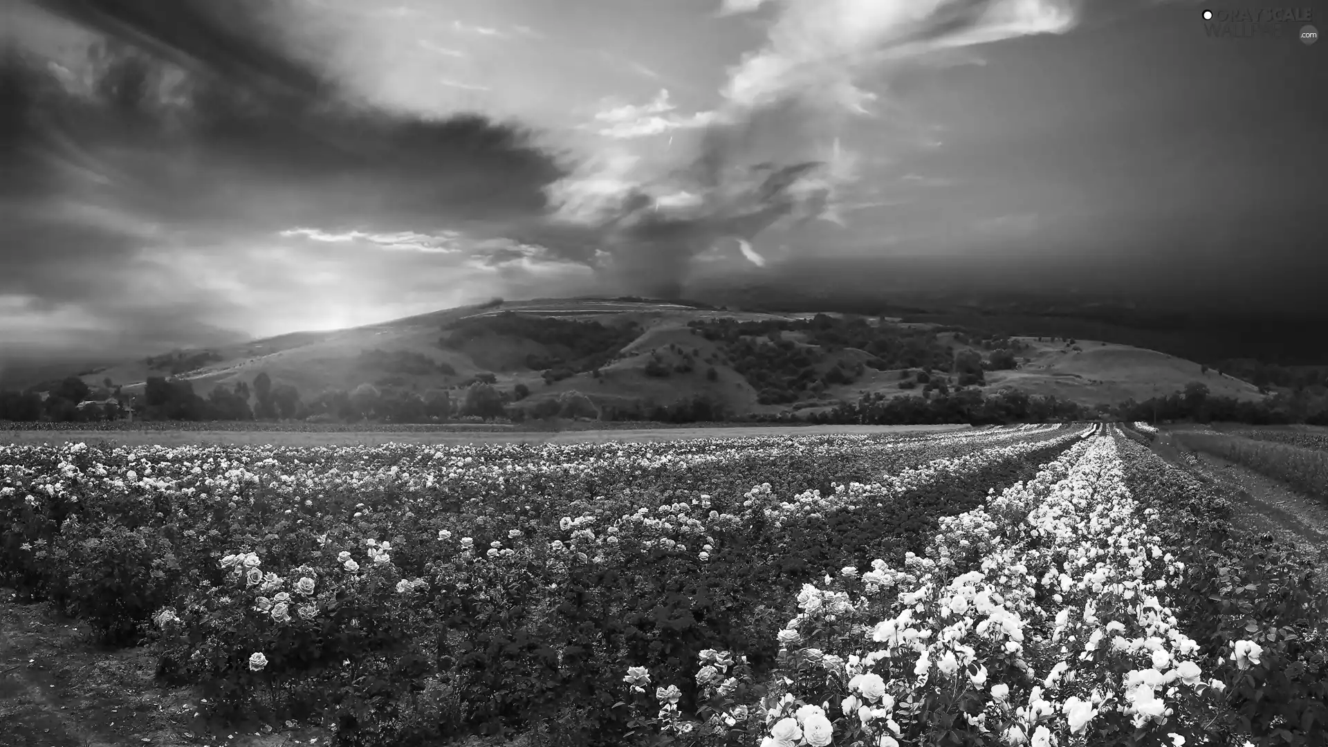 sun, Mountains, roses, cultivation, color, west