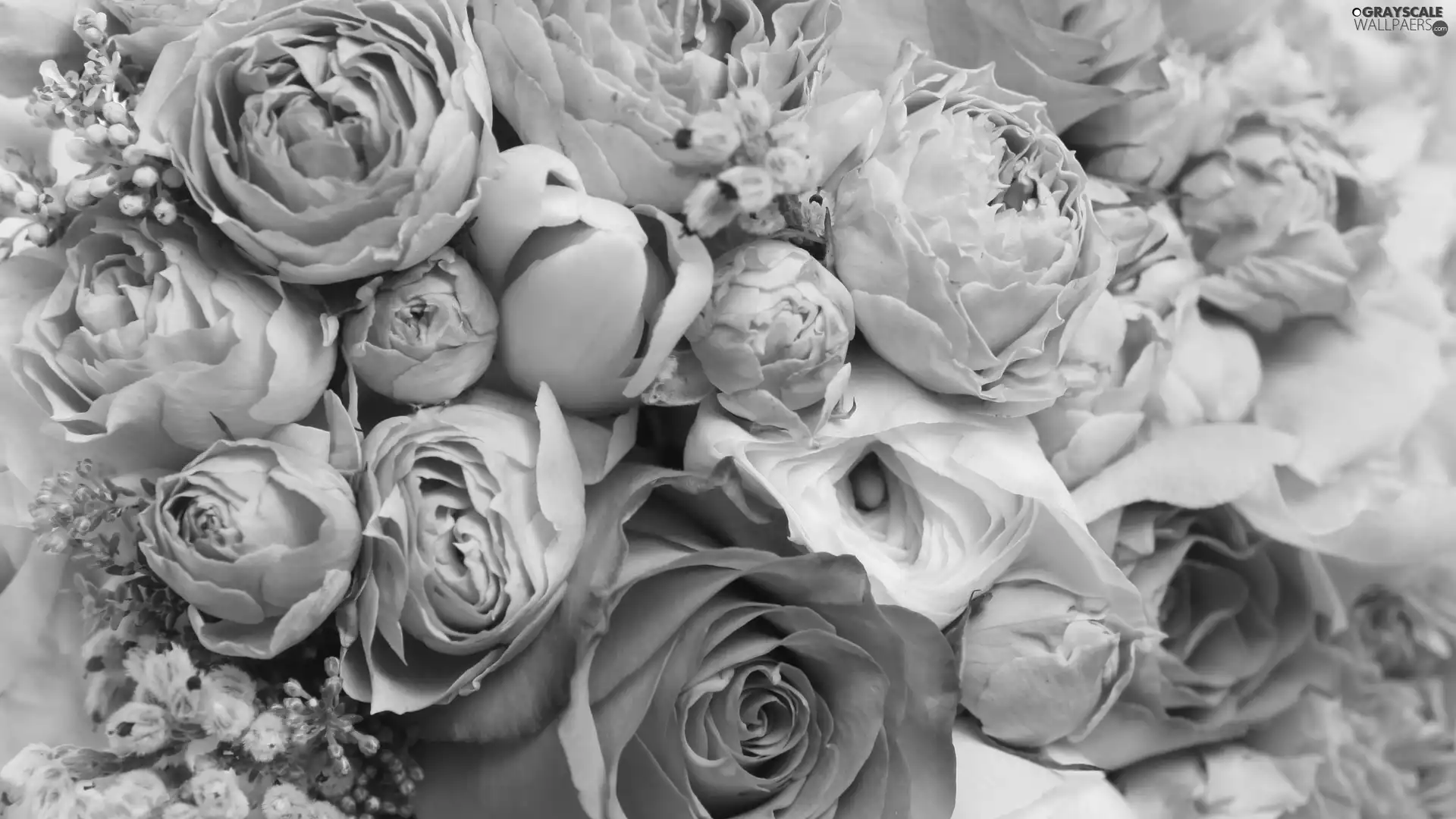 Flowers, roses
