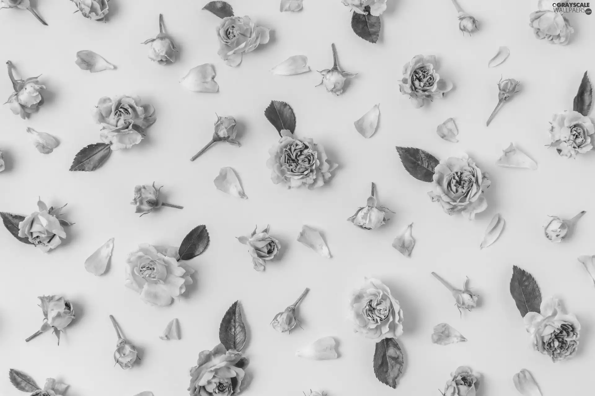 Flowers, Buds, leaves, roses