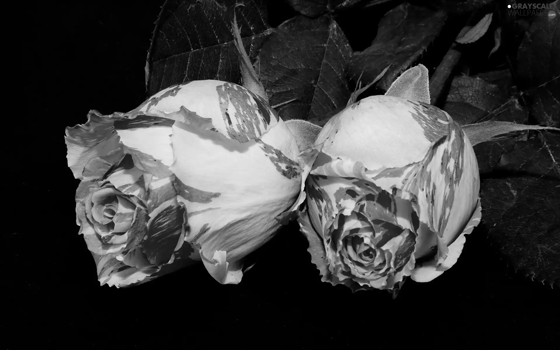 Two tone, Flowers, donuts, Black Background, Leaf, roses