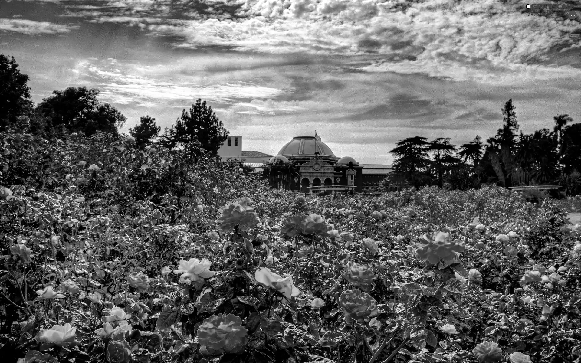 Garden, roses