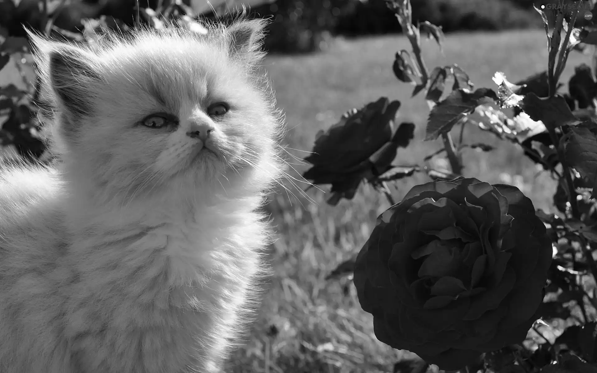 Gray, Red, roses, kitten