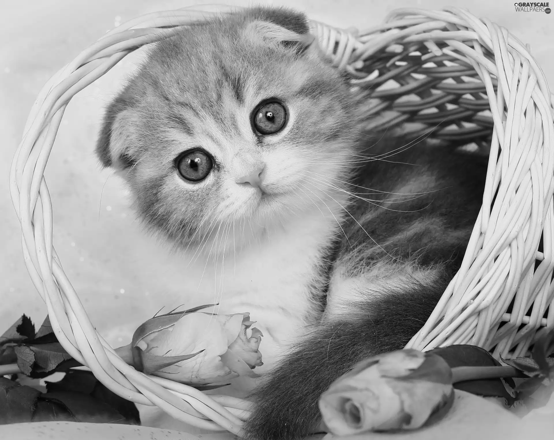 kitten, basket, roses, ##