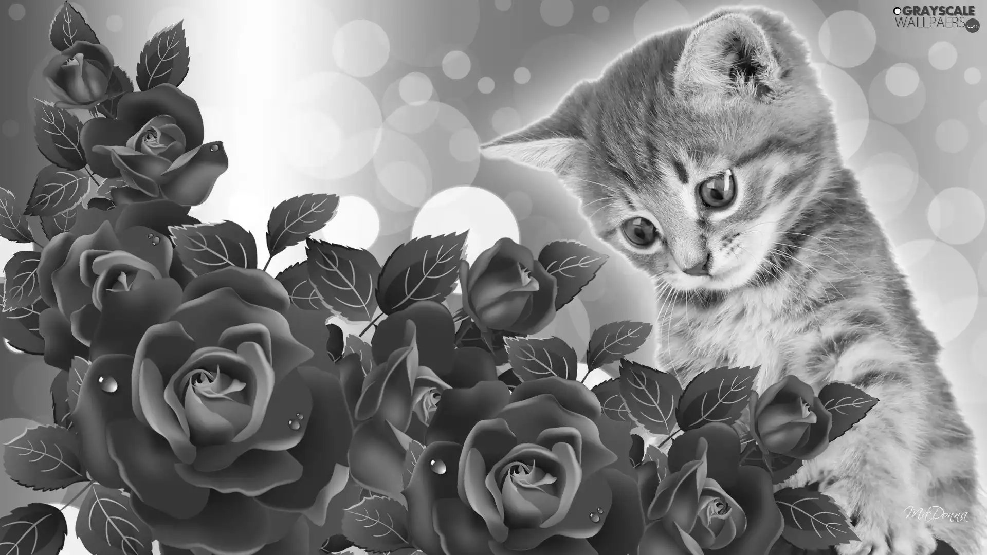 kitten, roses