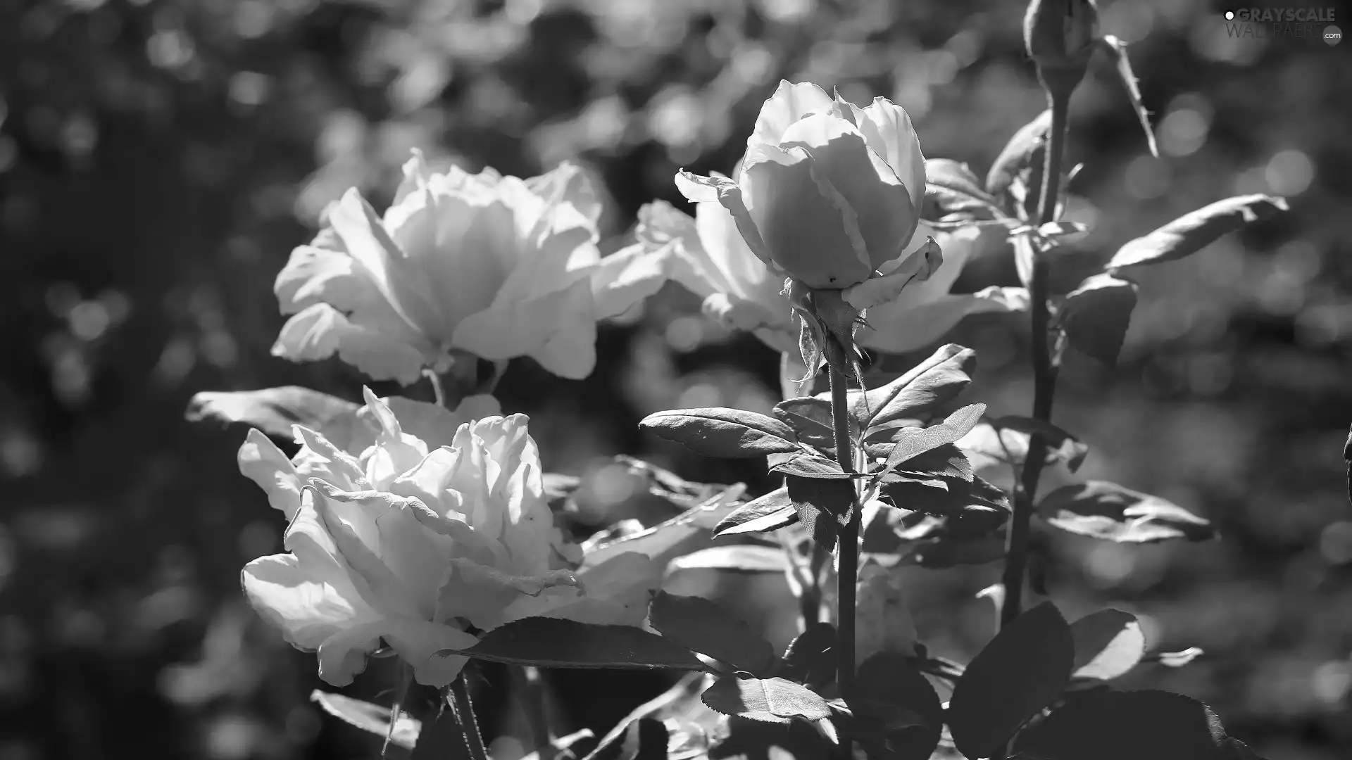 roses, leaves