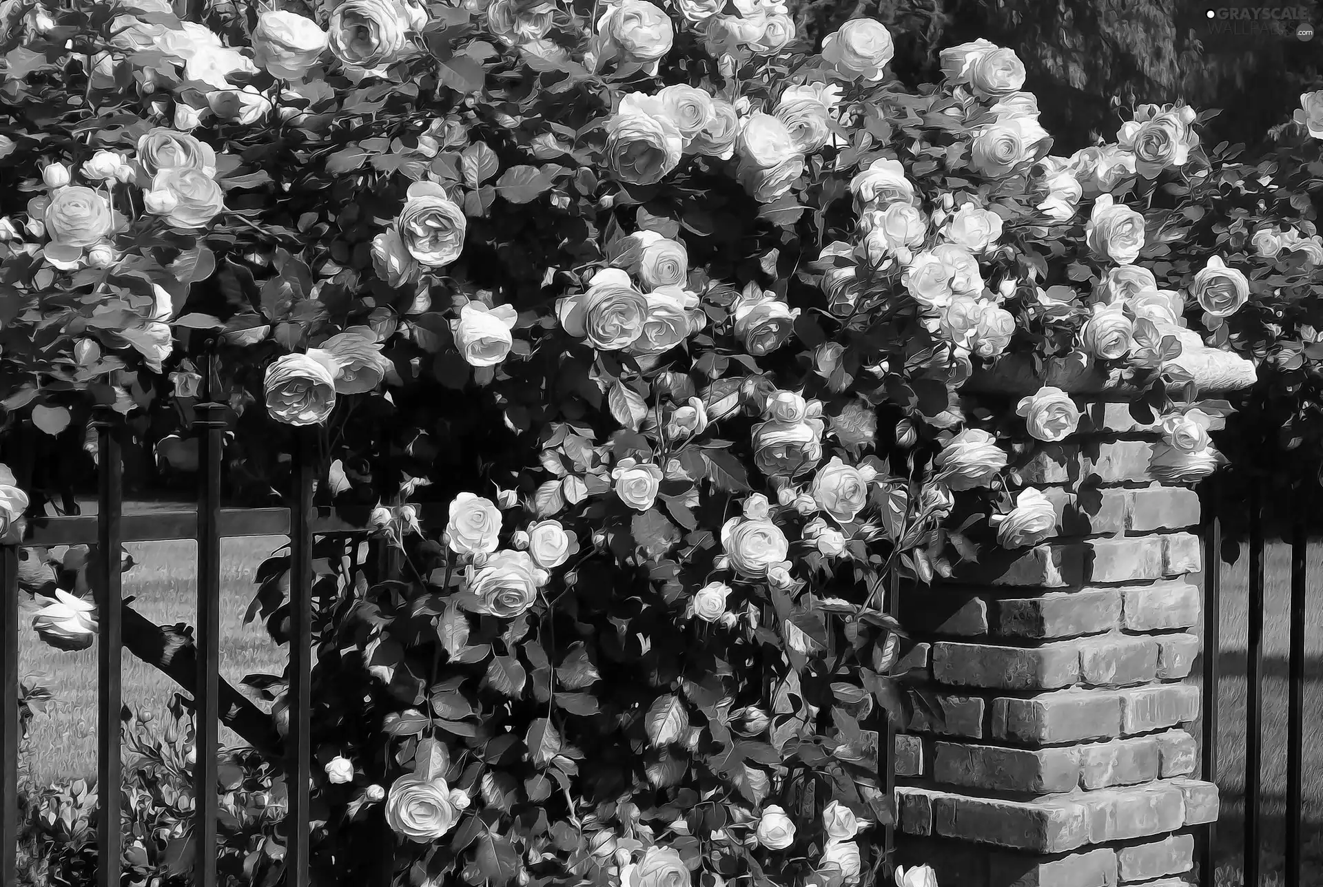 Park, Climbing, roses, fence